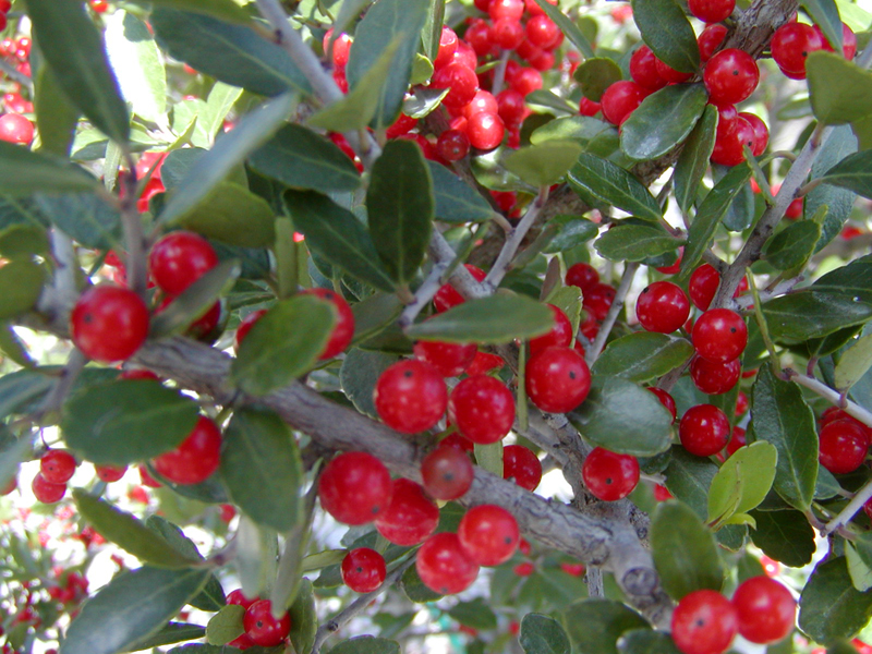 holly tree types