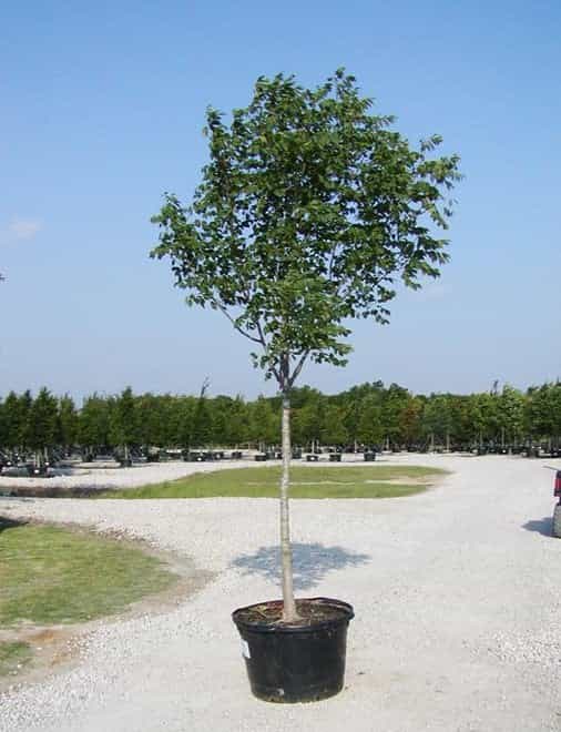 Texas Ash