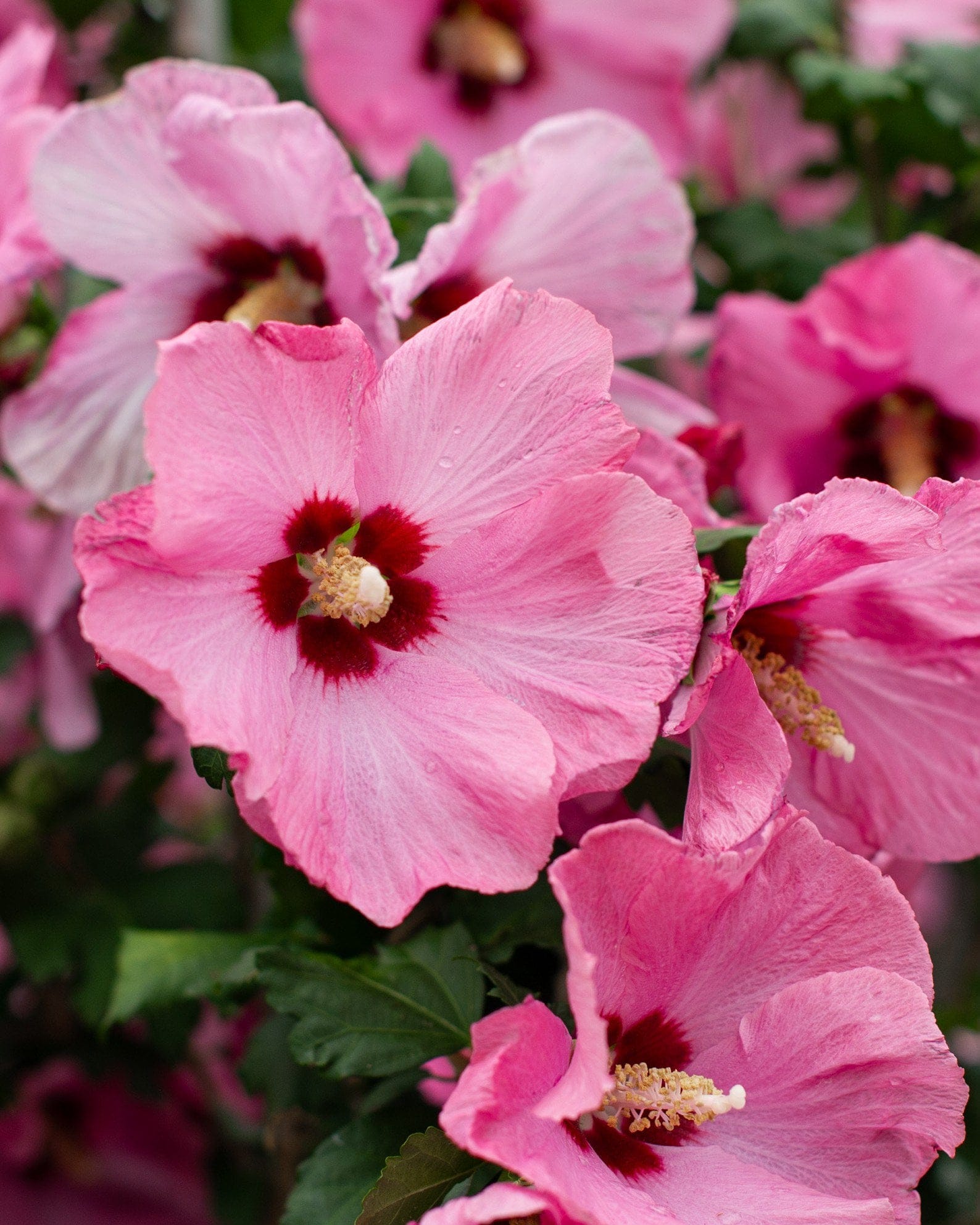 Aphrodite Althea Tree Form - view 3