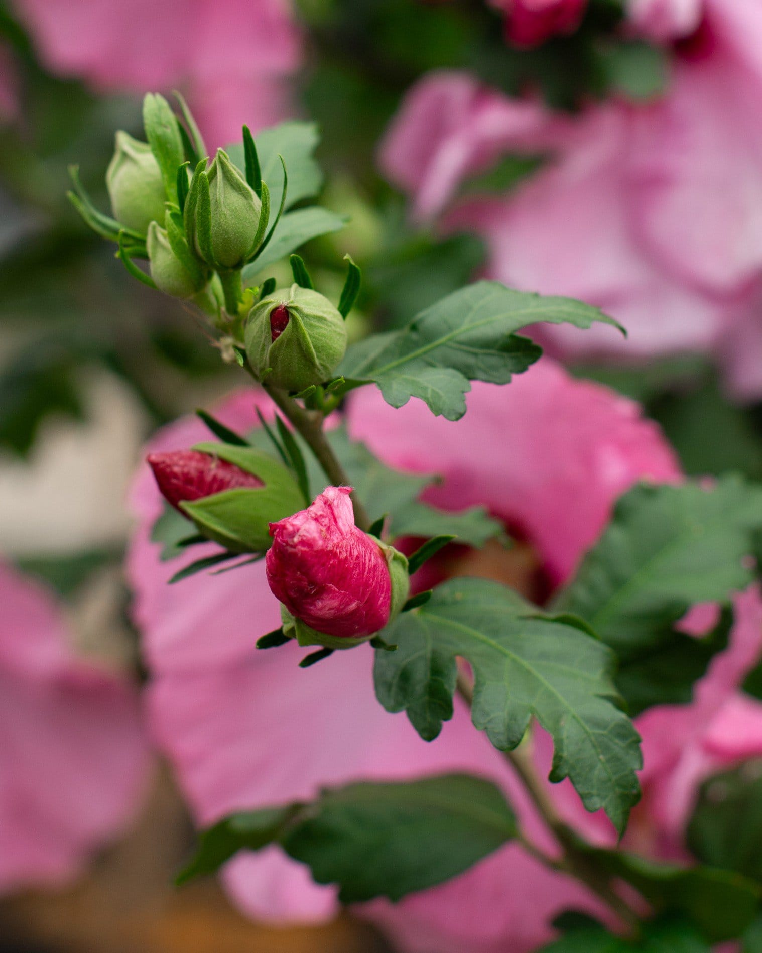 Aphrodite Althea Tree Form - view 4