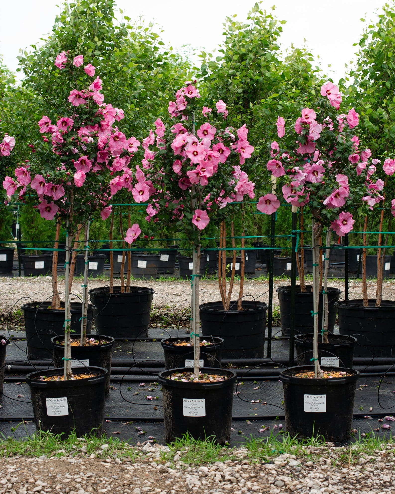 Aphrodite Althea Tree Form - view 2