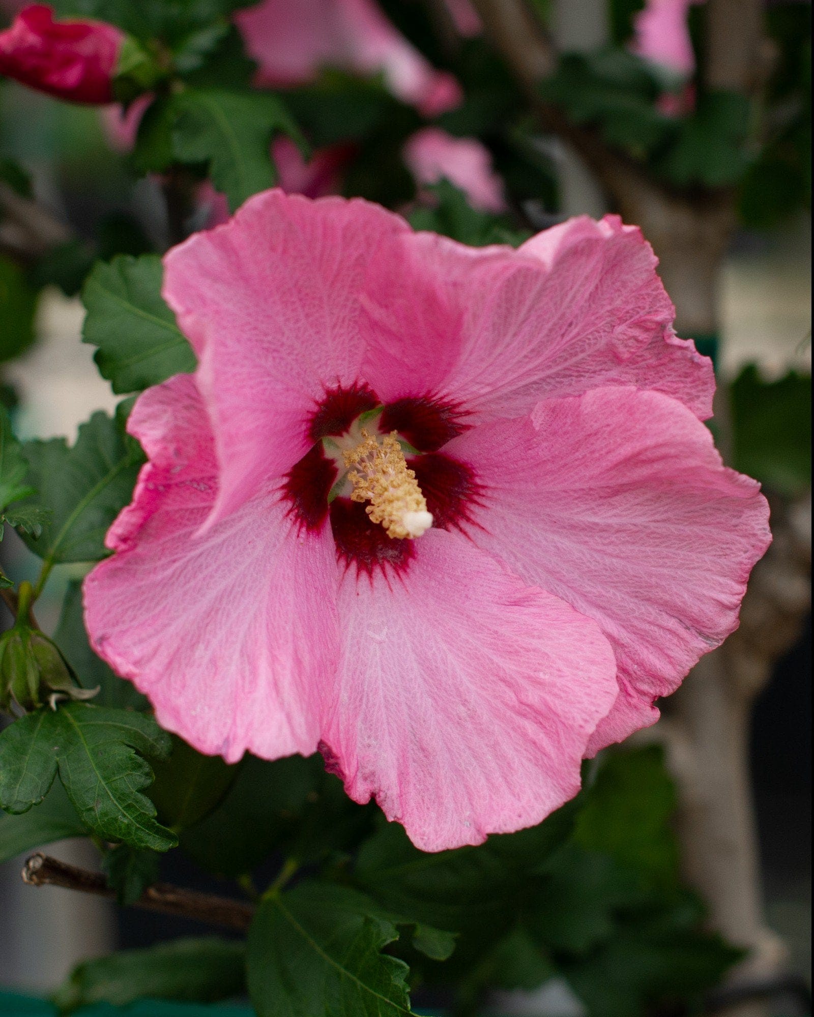 Aphrodite Althea Tree Form - view 2