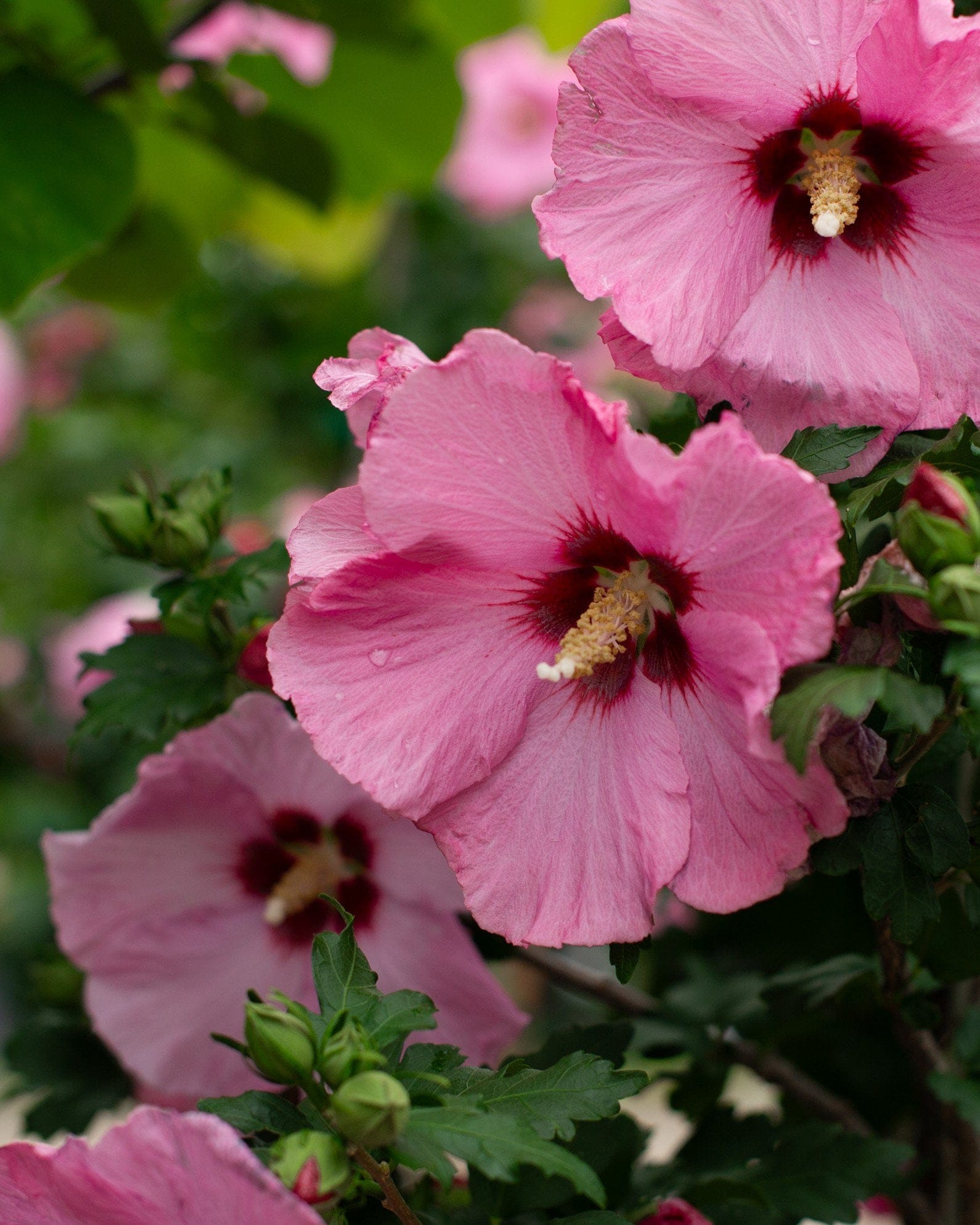 Aphrodite Althea Tree Form - view 5
