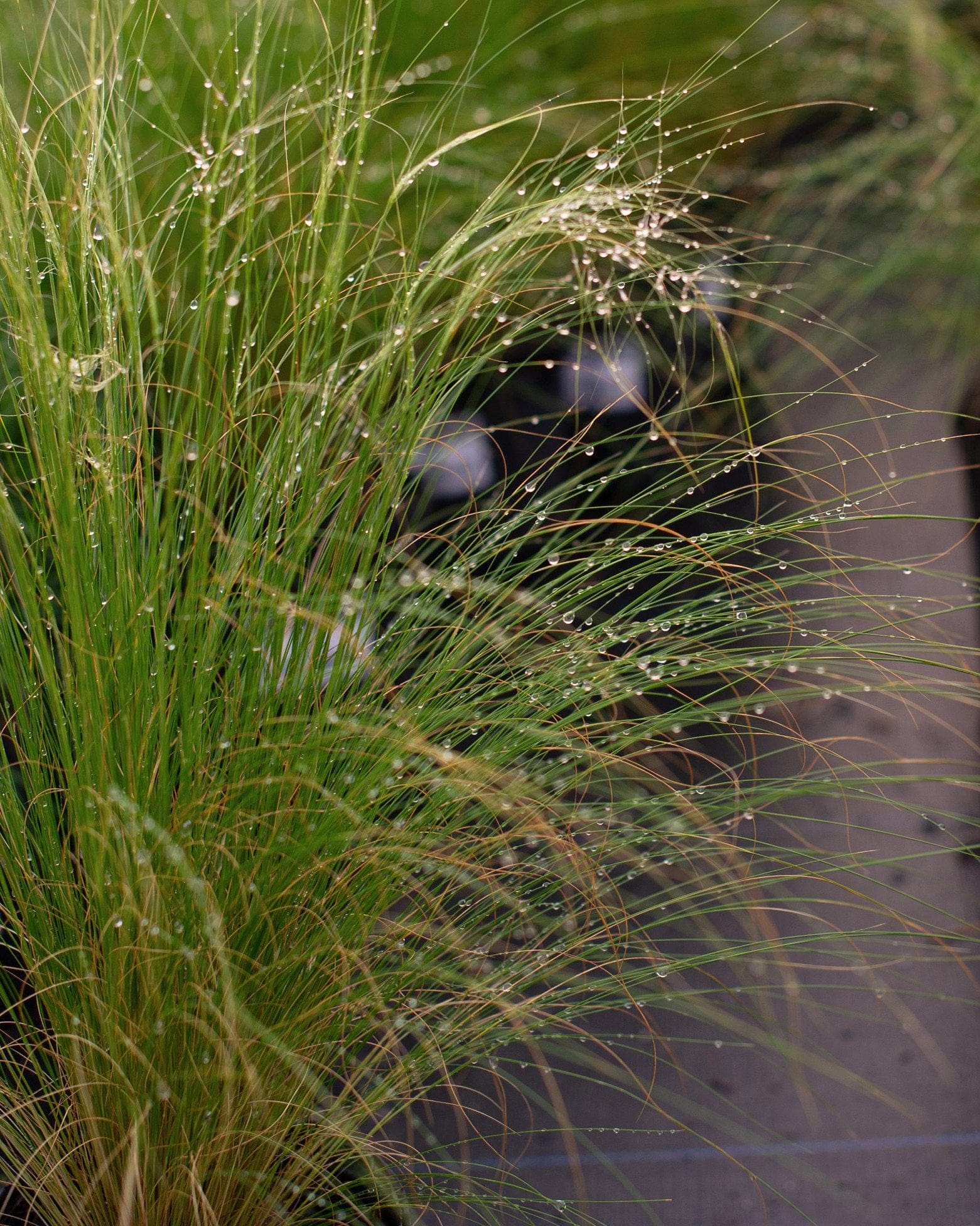 Mexican Feather - view 2