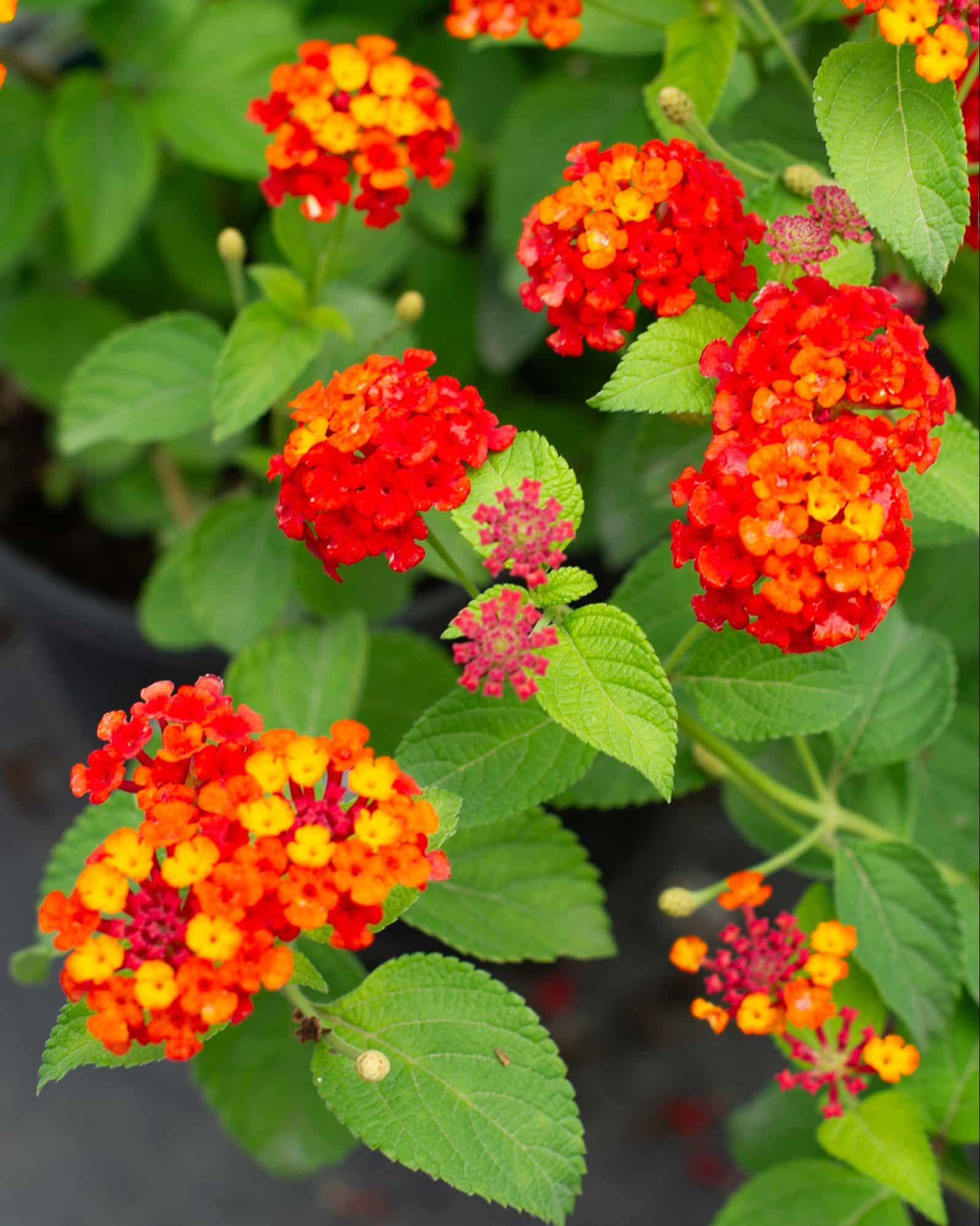 Dallas Red Lantana