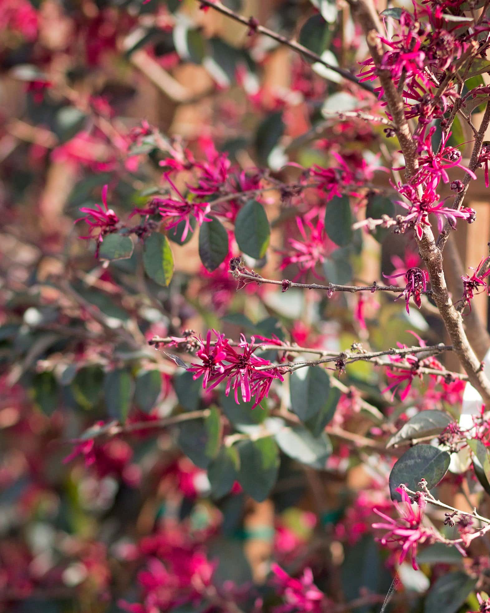 Carolina Midnight Loropetalum Espalier - Image 2