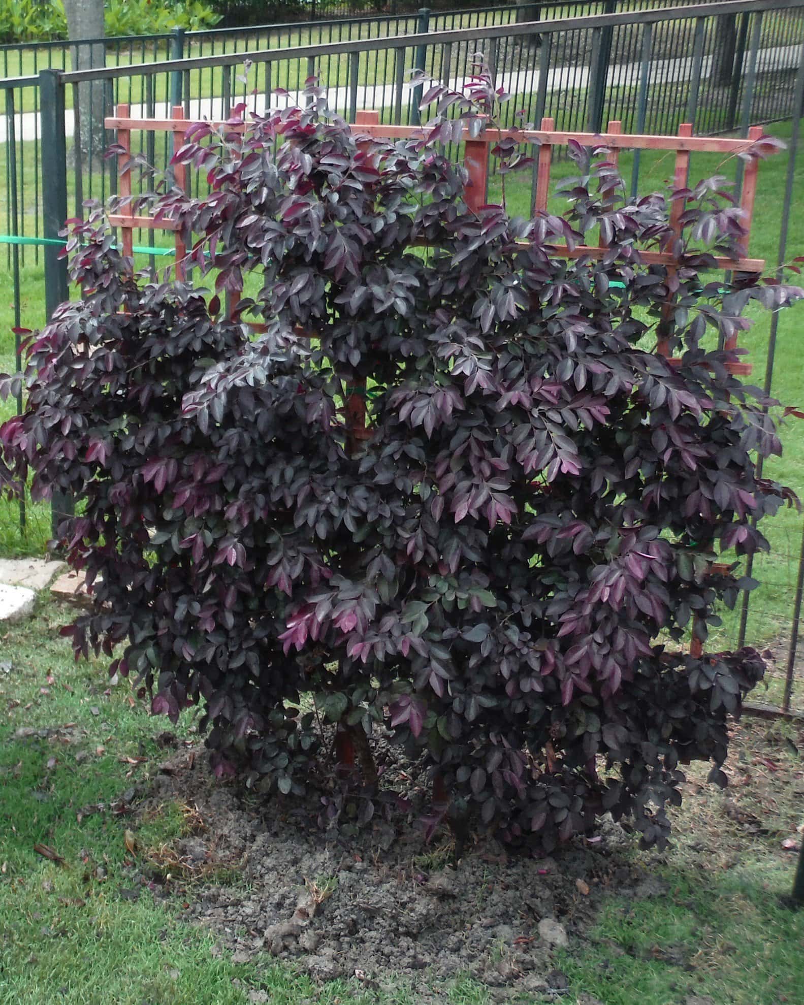 Carolina Midnight Loropetalum Espalier - Image 1