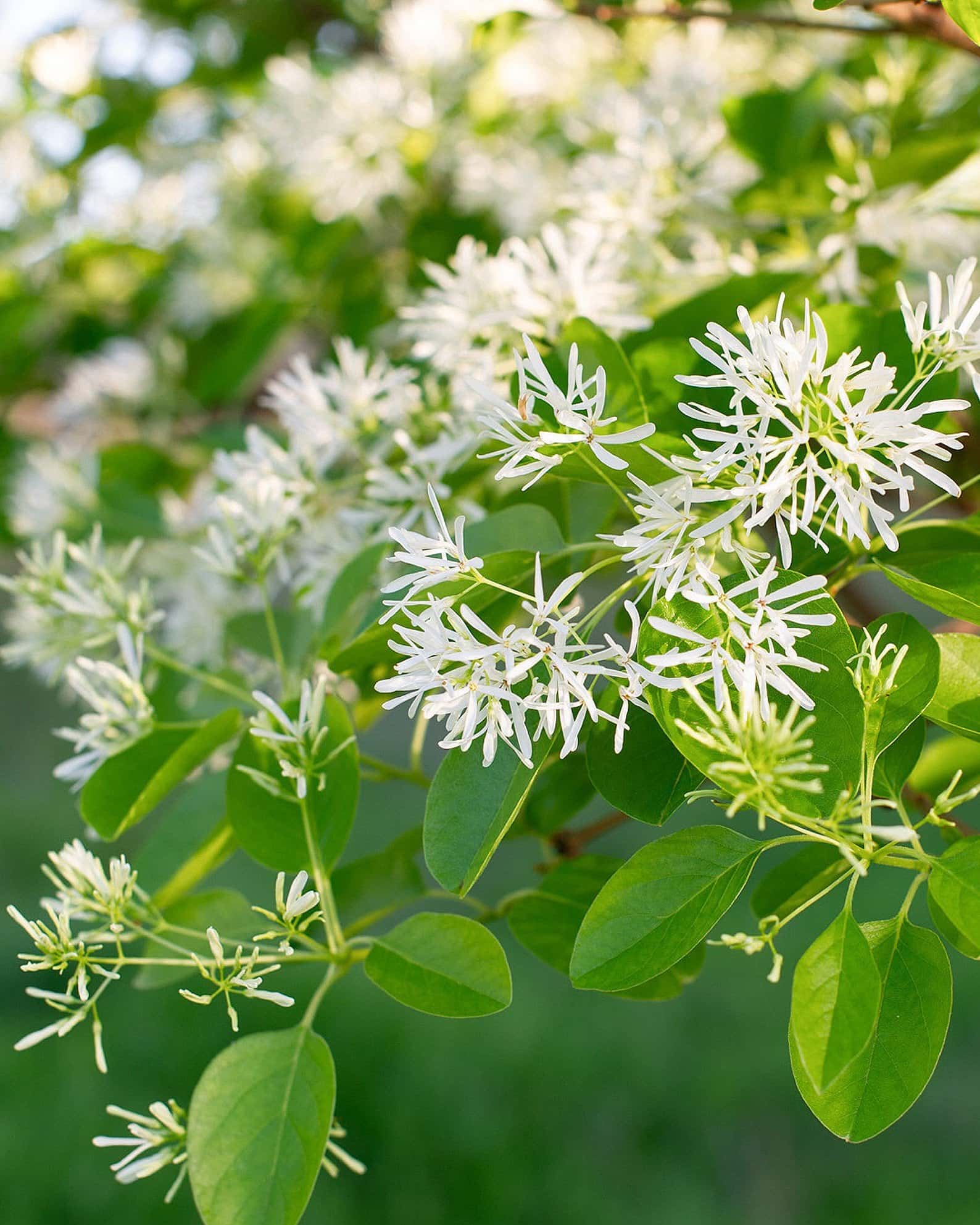 Chinese Fringe Tree - Main Image