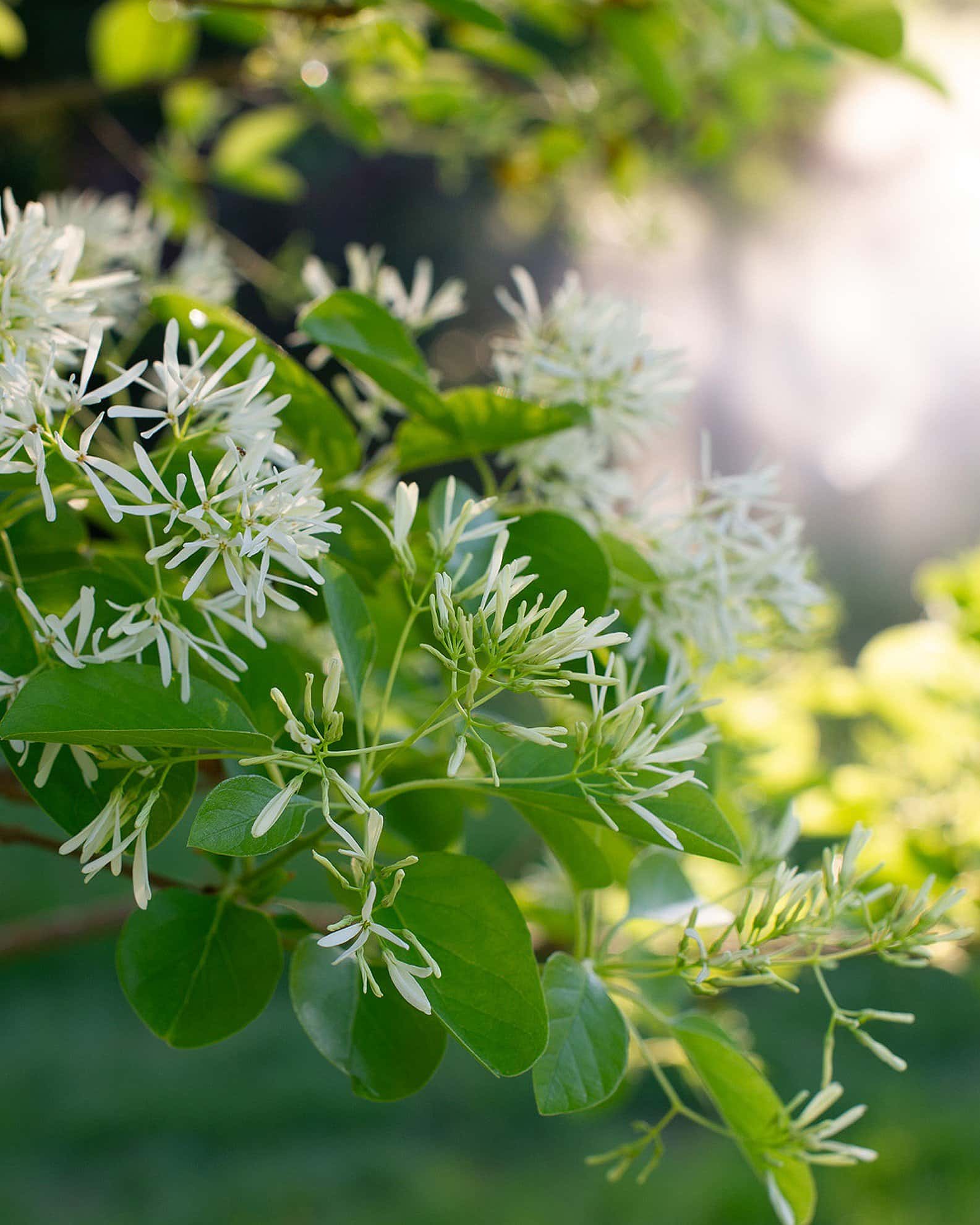 Chinese Fringe Tree - Image 4