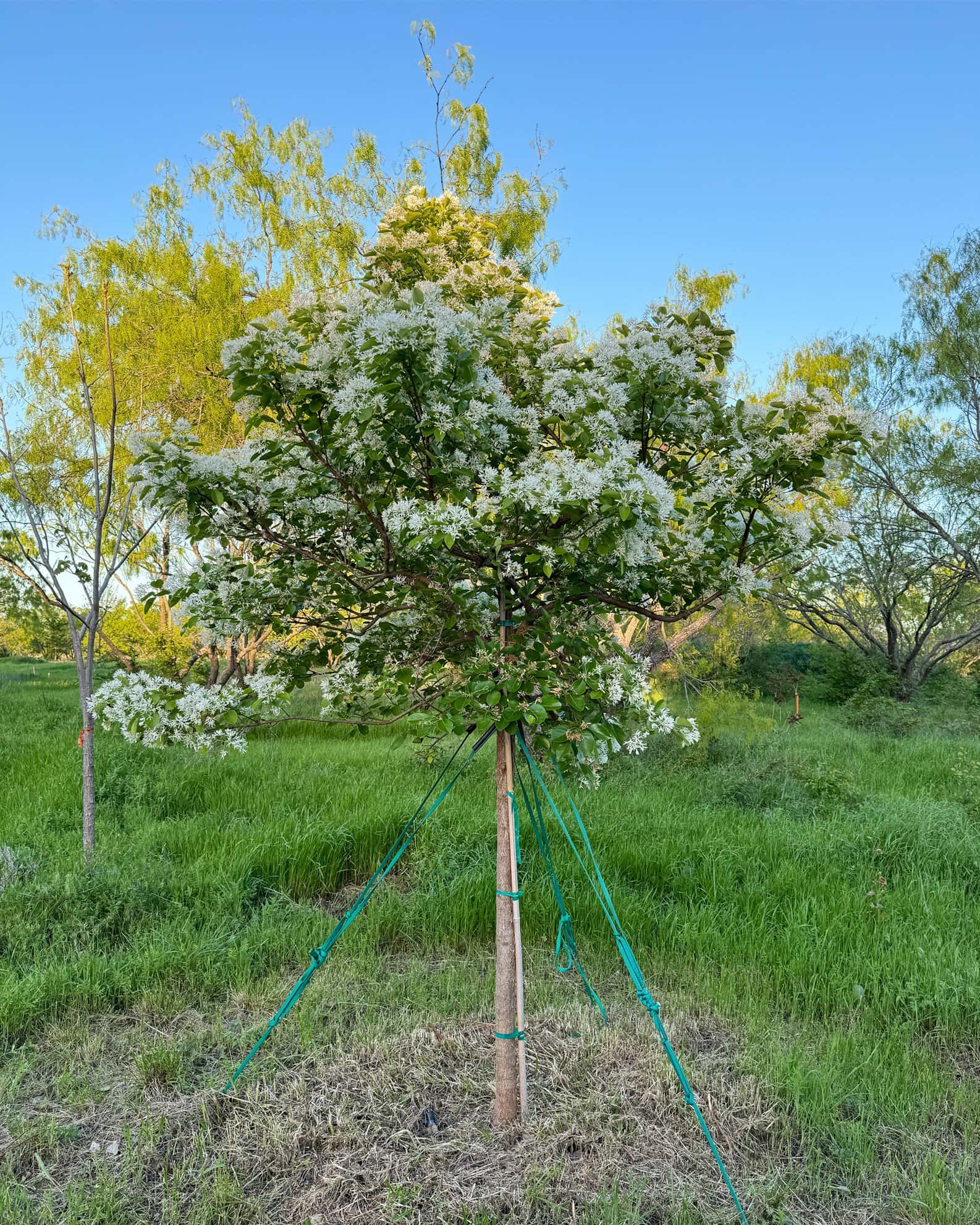 Chinese Fringe Tree - Image 5