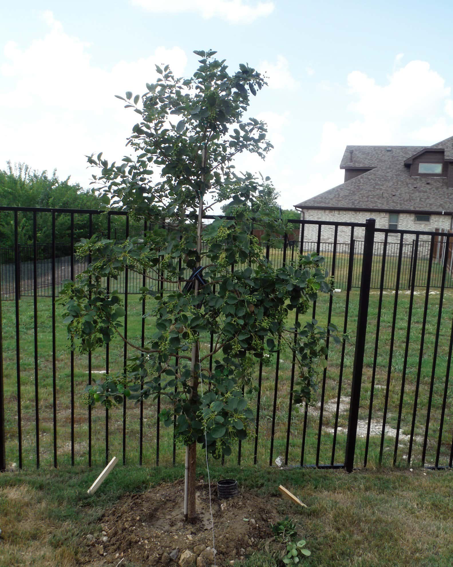 Chinese Fringe Tree - Image 1