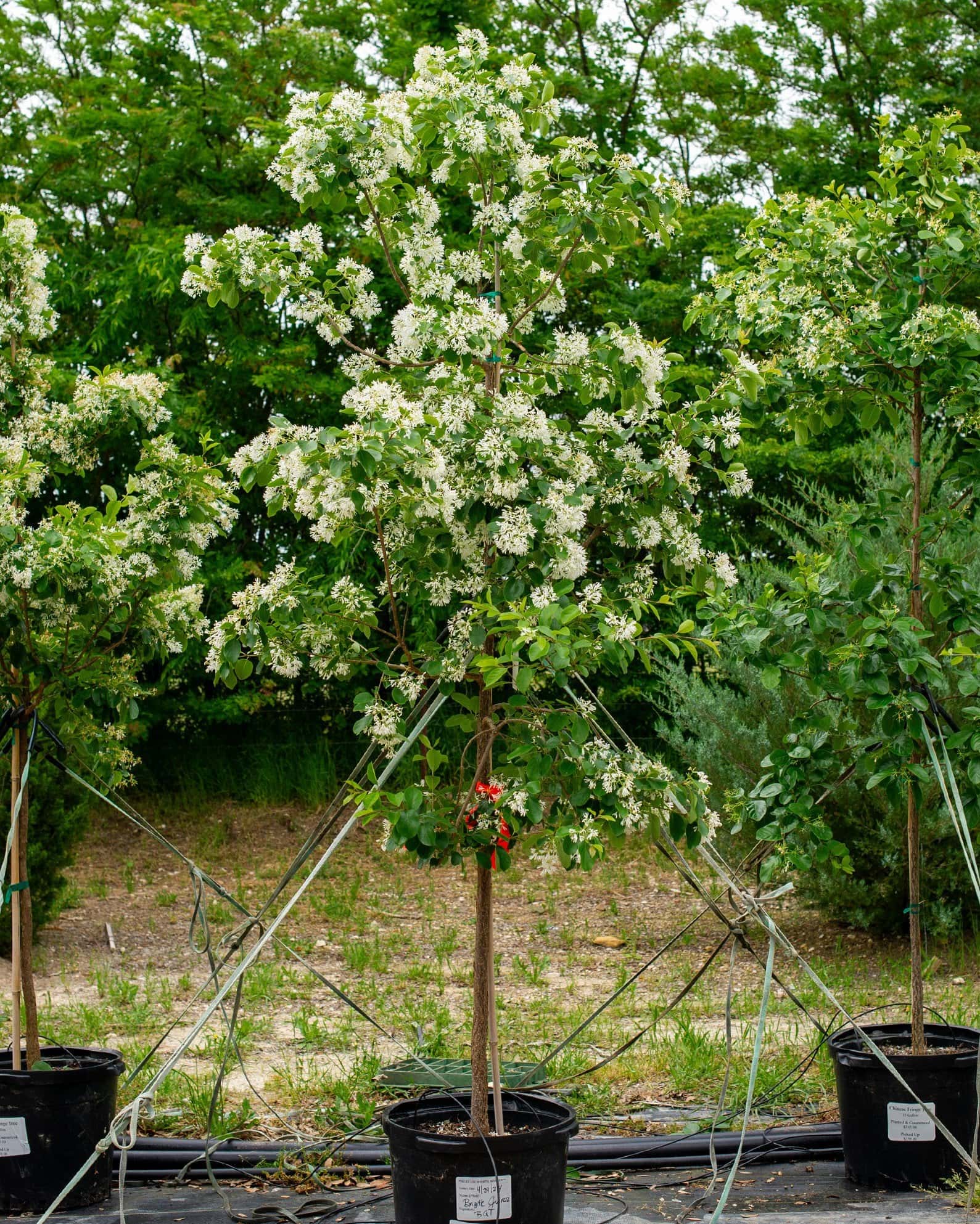 Chinese Fringe Tree - Image 2