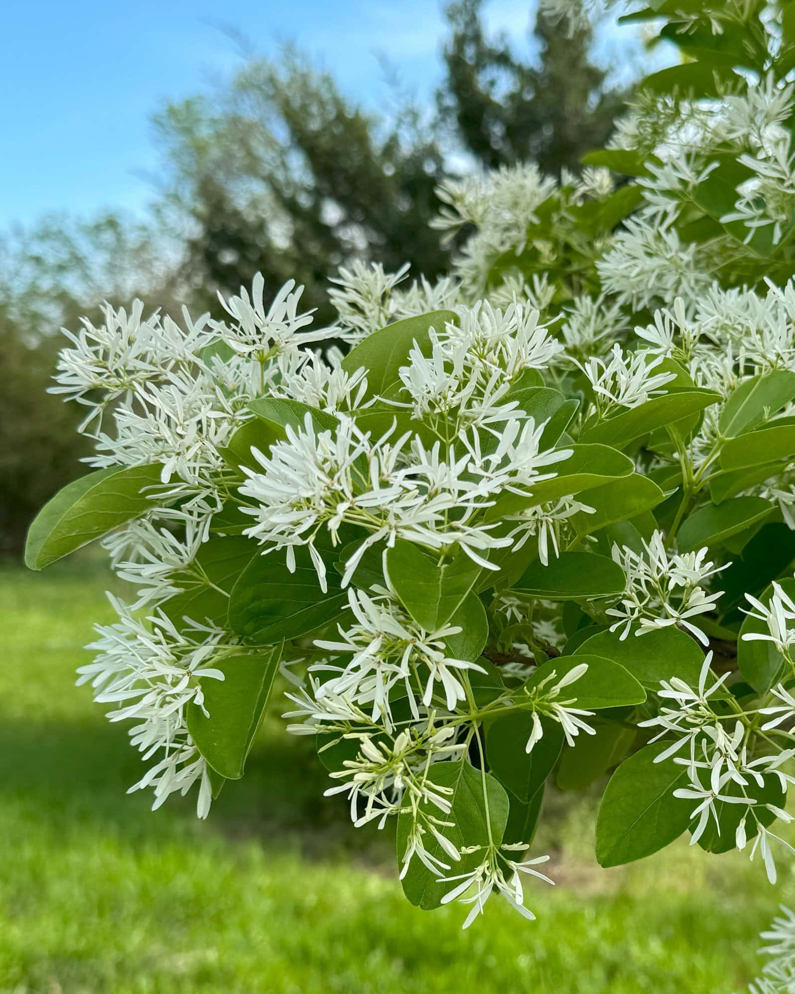 Chinese Fringe Tree - Image 3
