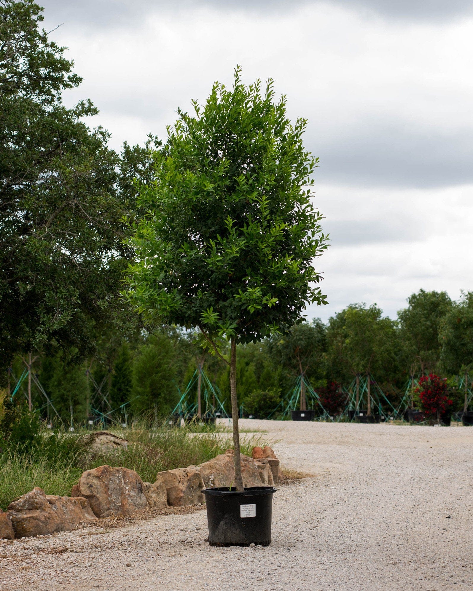 Eagleston Holly Tree Form