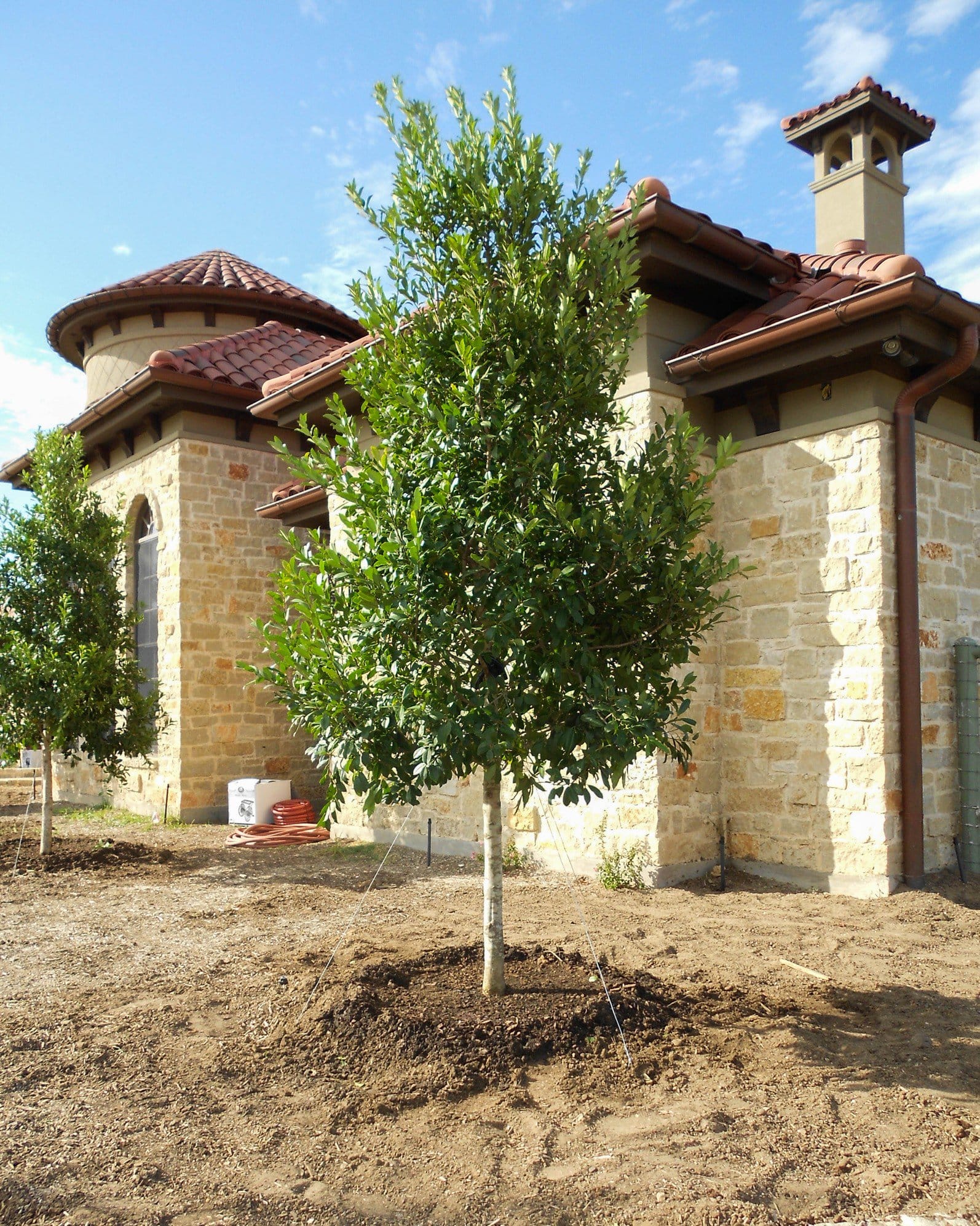 Eagleston Holly Tree Form - view 2