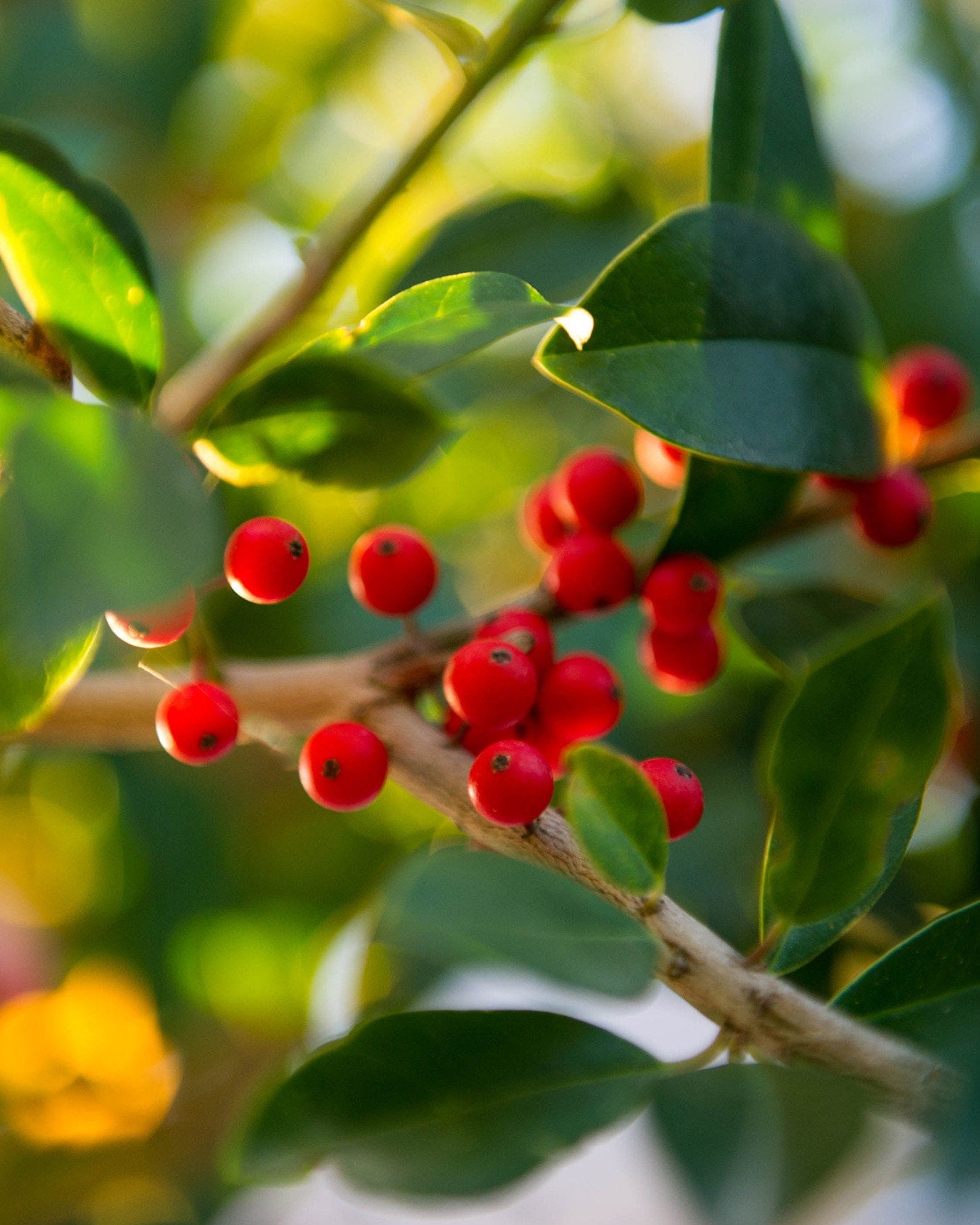 Eagleston Holly Tree Form - view 3