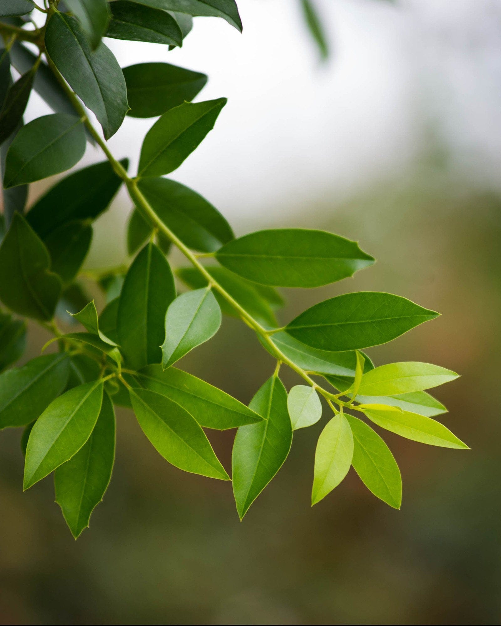 Eagleston Holly Tree Form - view 5