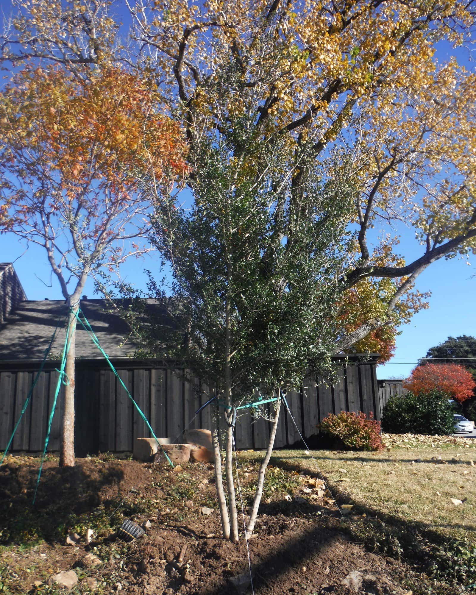 Yaupon Holly Kathy Ann - Image 1