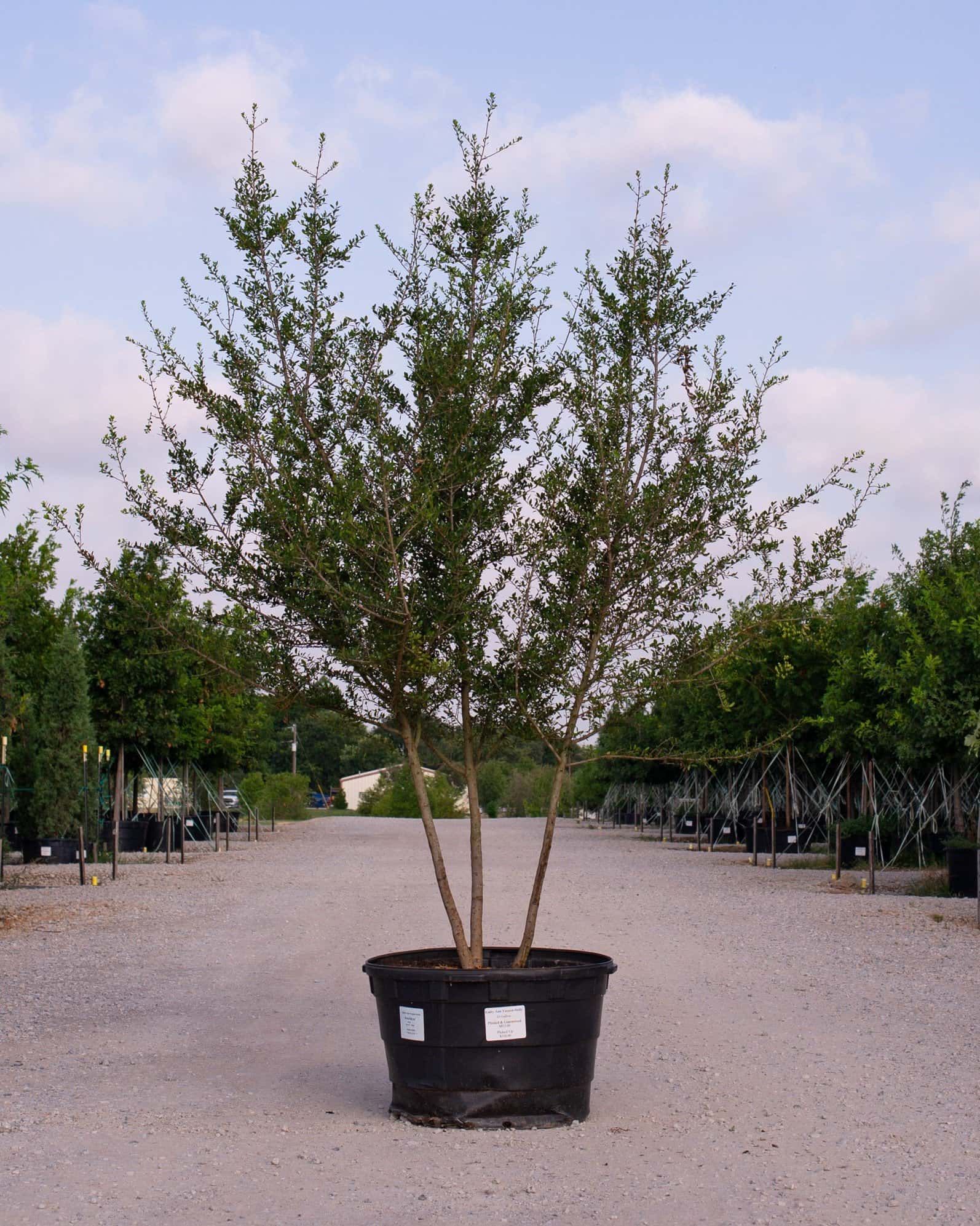 Yaupon Holly Kathy Ann - Main Image