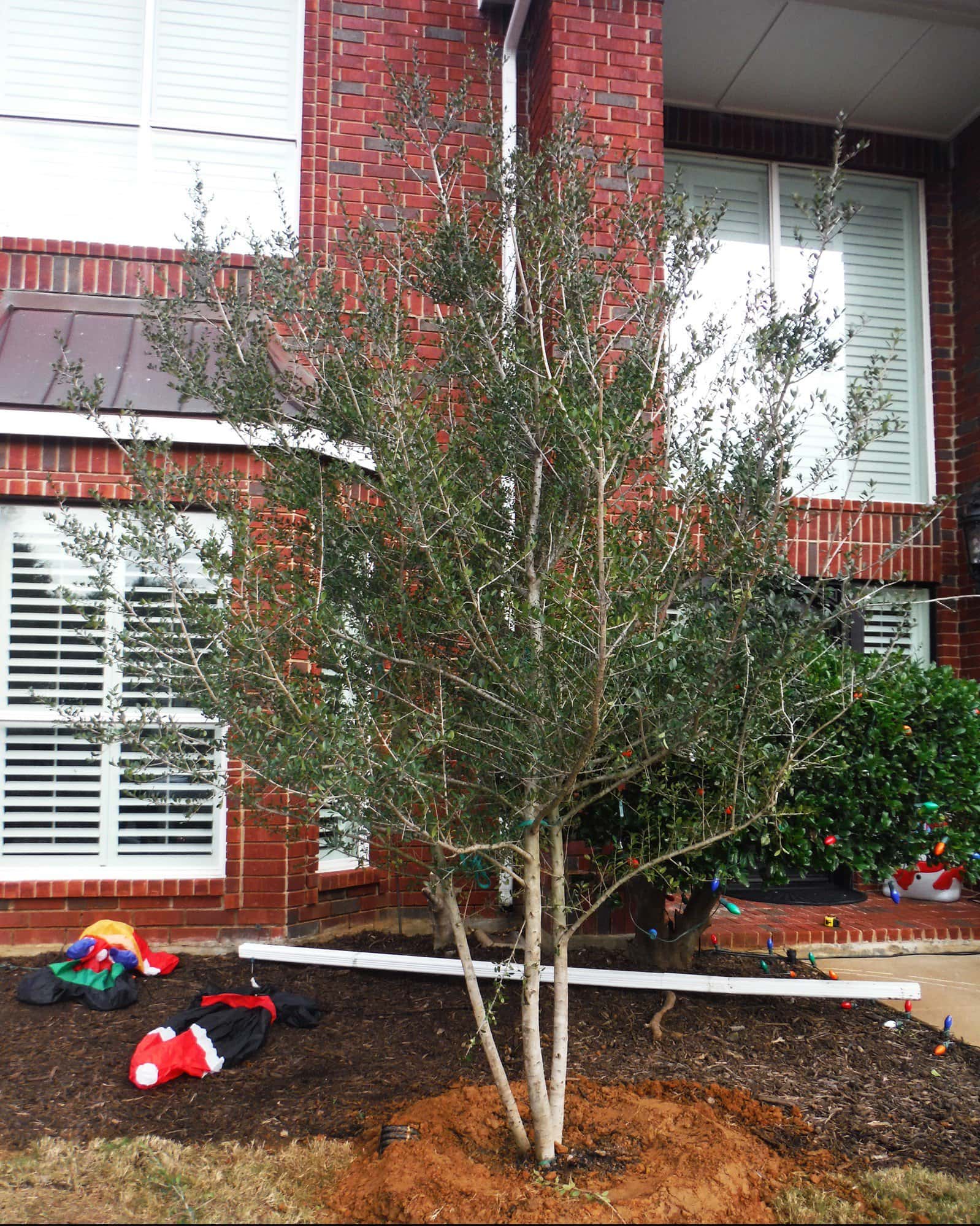 Yaupon Holly Kathy Ann - Image 2