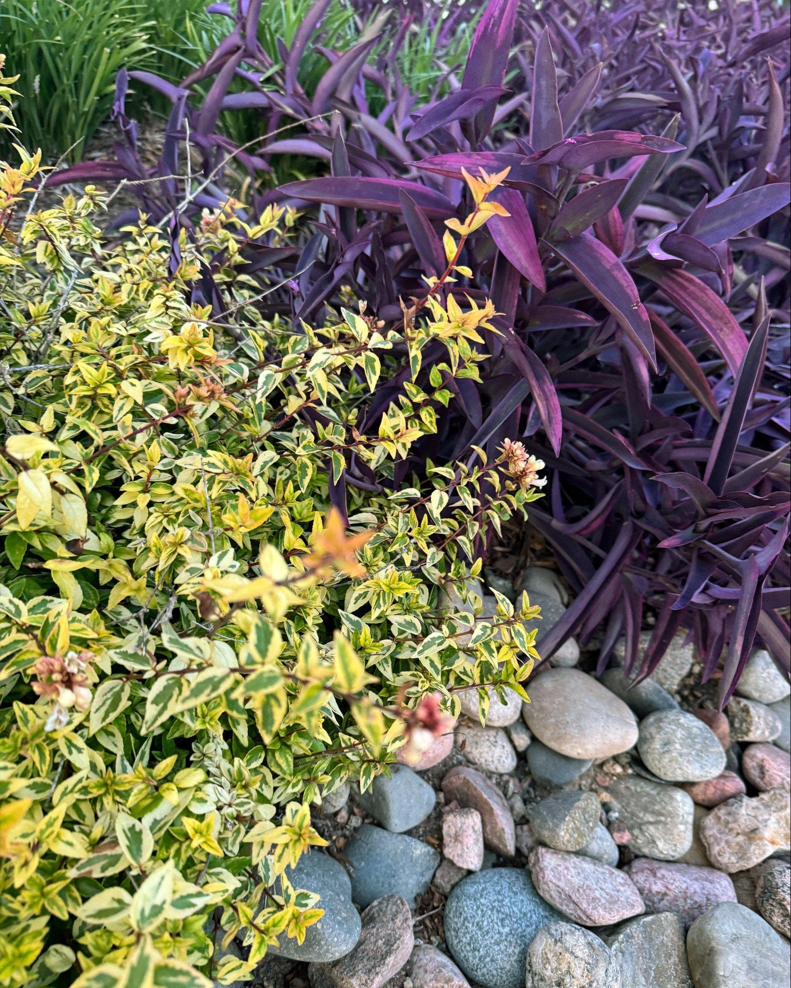 Kaleidoscope Abelia - view 5