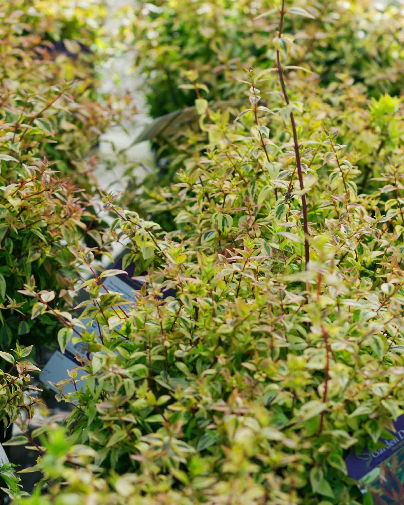 Kaleidoscope Abelia - Image 1