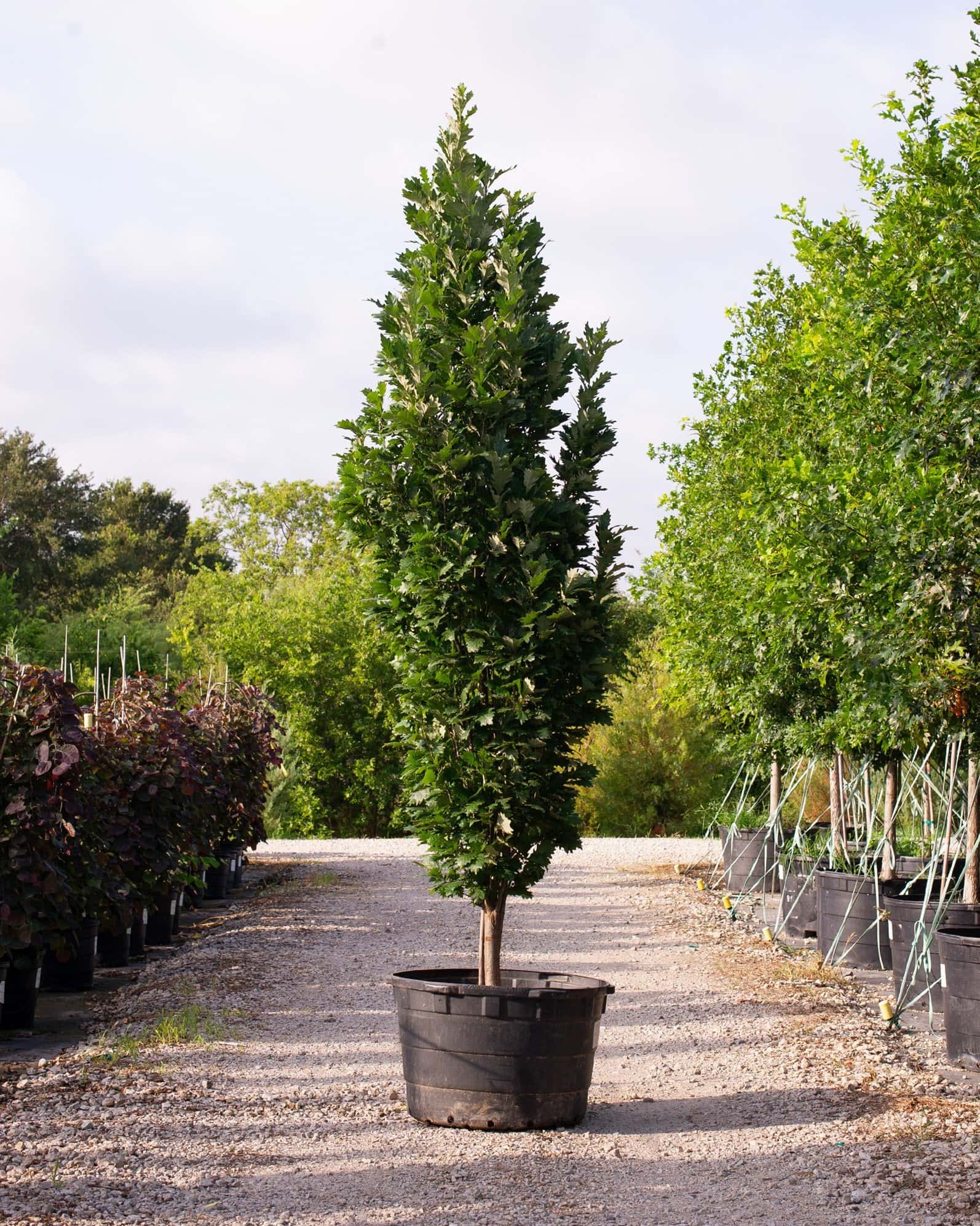 Kindred Spirit Oak - Main Image