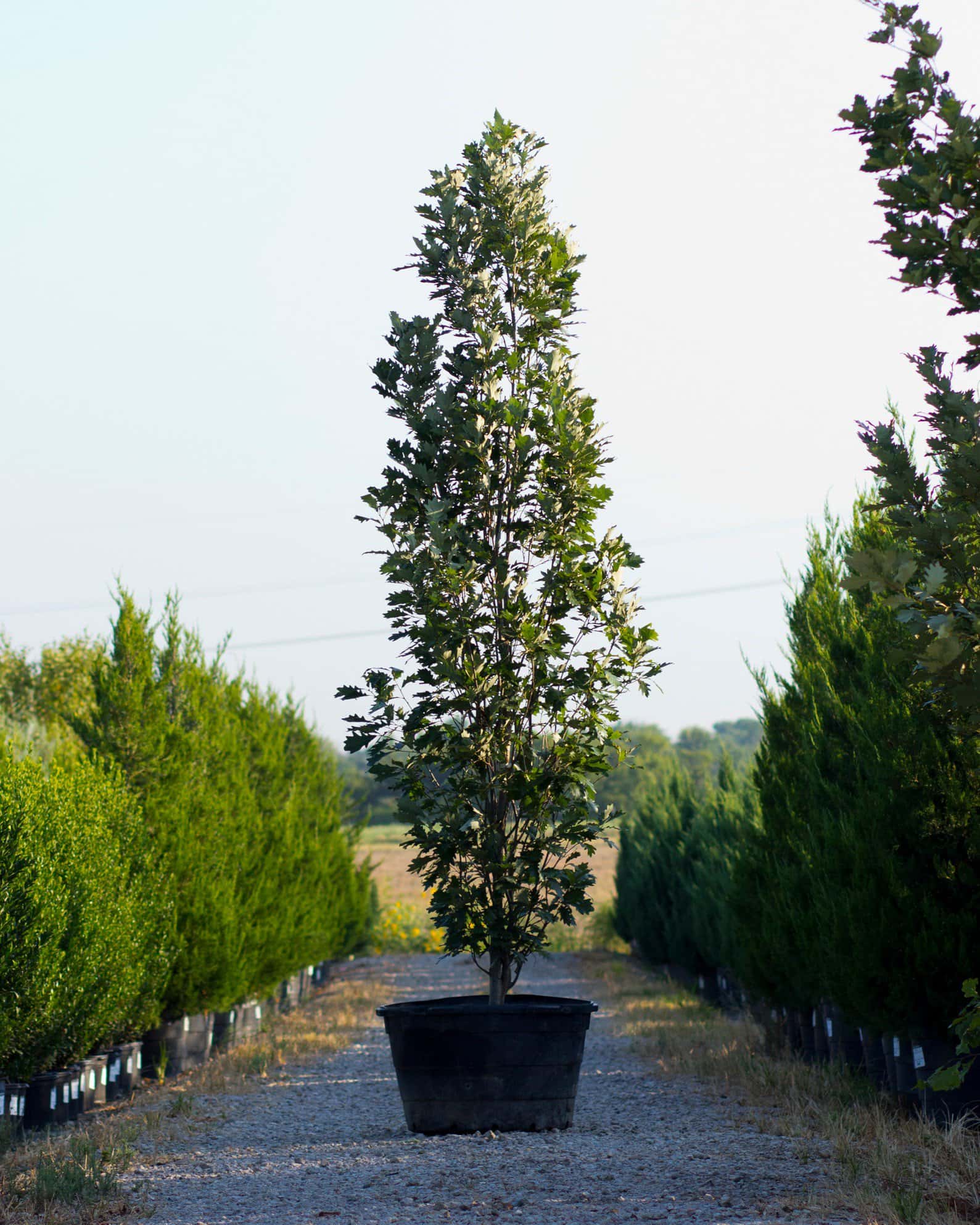 Kindred Spirit Oak - Image 3