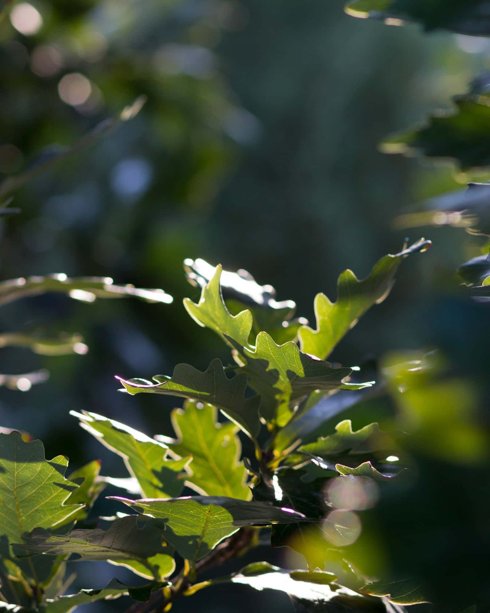 Kindred Spirit Oak - Image 1