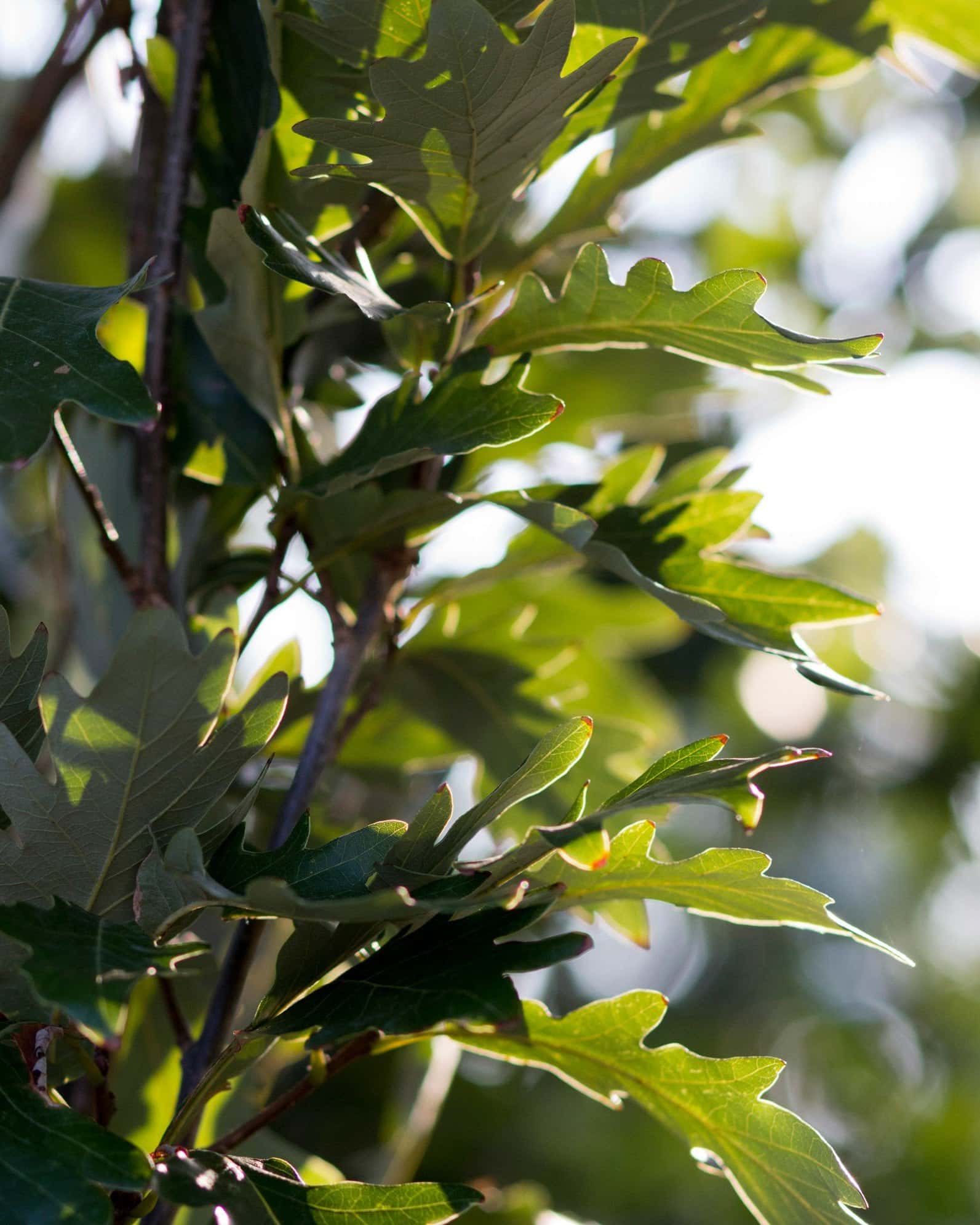 Kindred Spirit Oak - Image 2