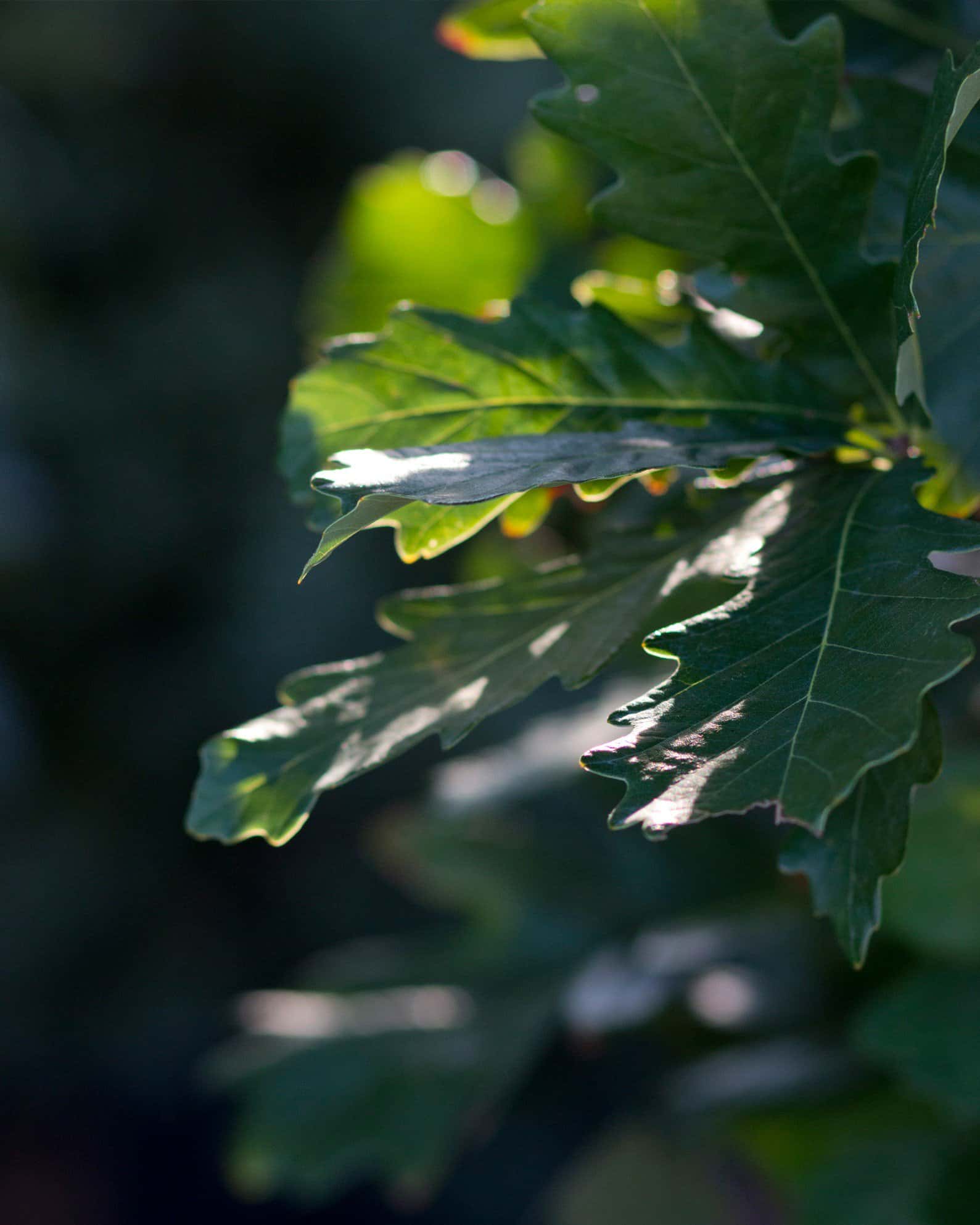 Kindred Spirit Oak - Image 4