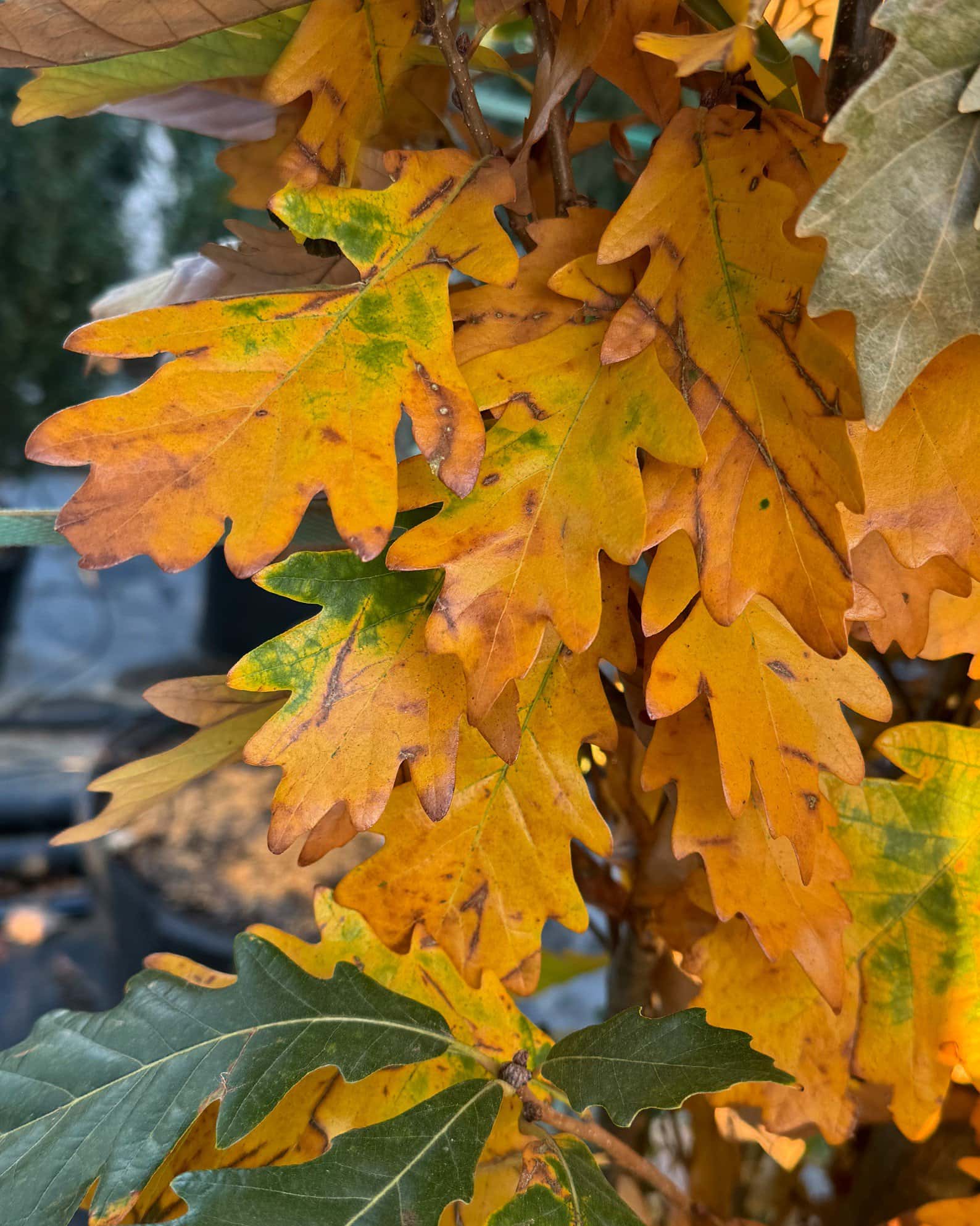 Kindred Spirit Oak - Image 6