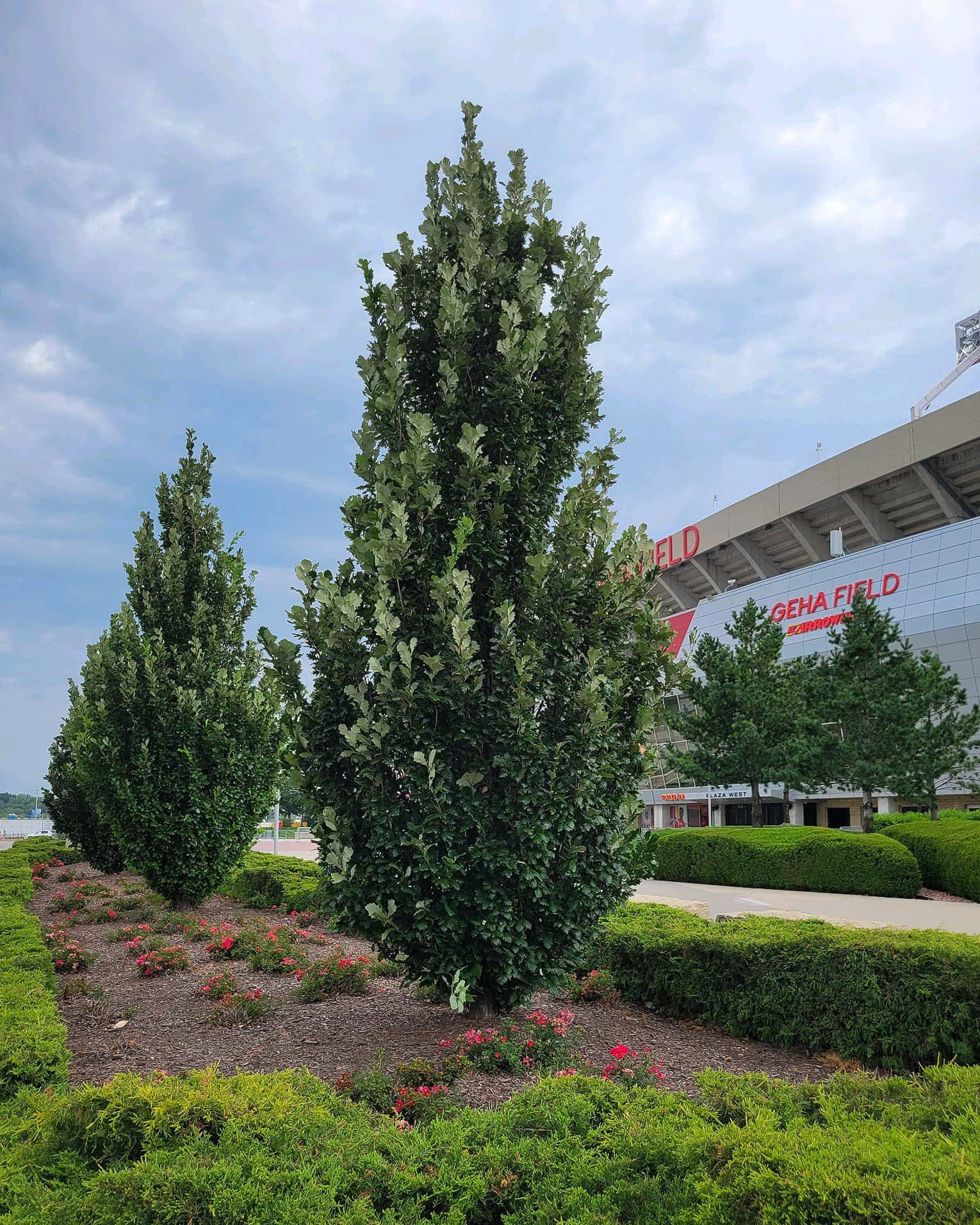 Kindred Spirit Oak - Image 5