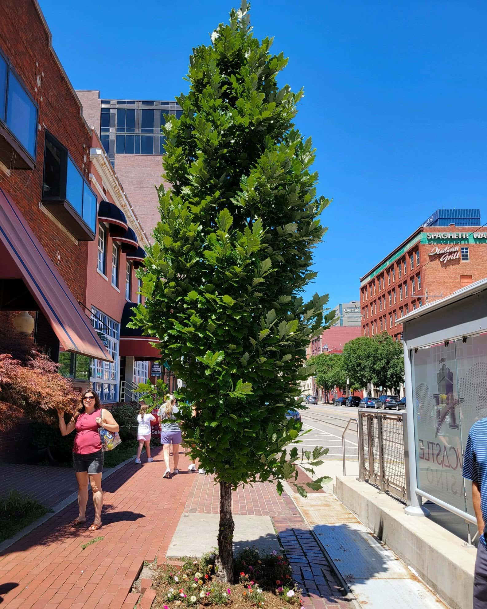 Kindred Spirit Oak - Image 7