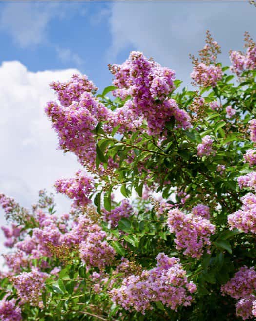 Muskogee Crape Myrtle - Main Image
