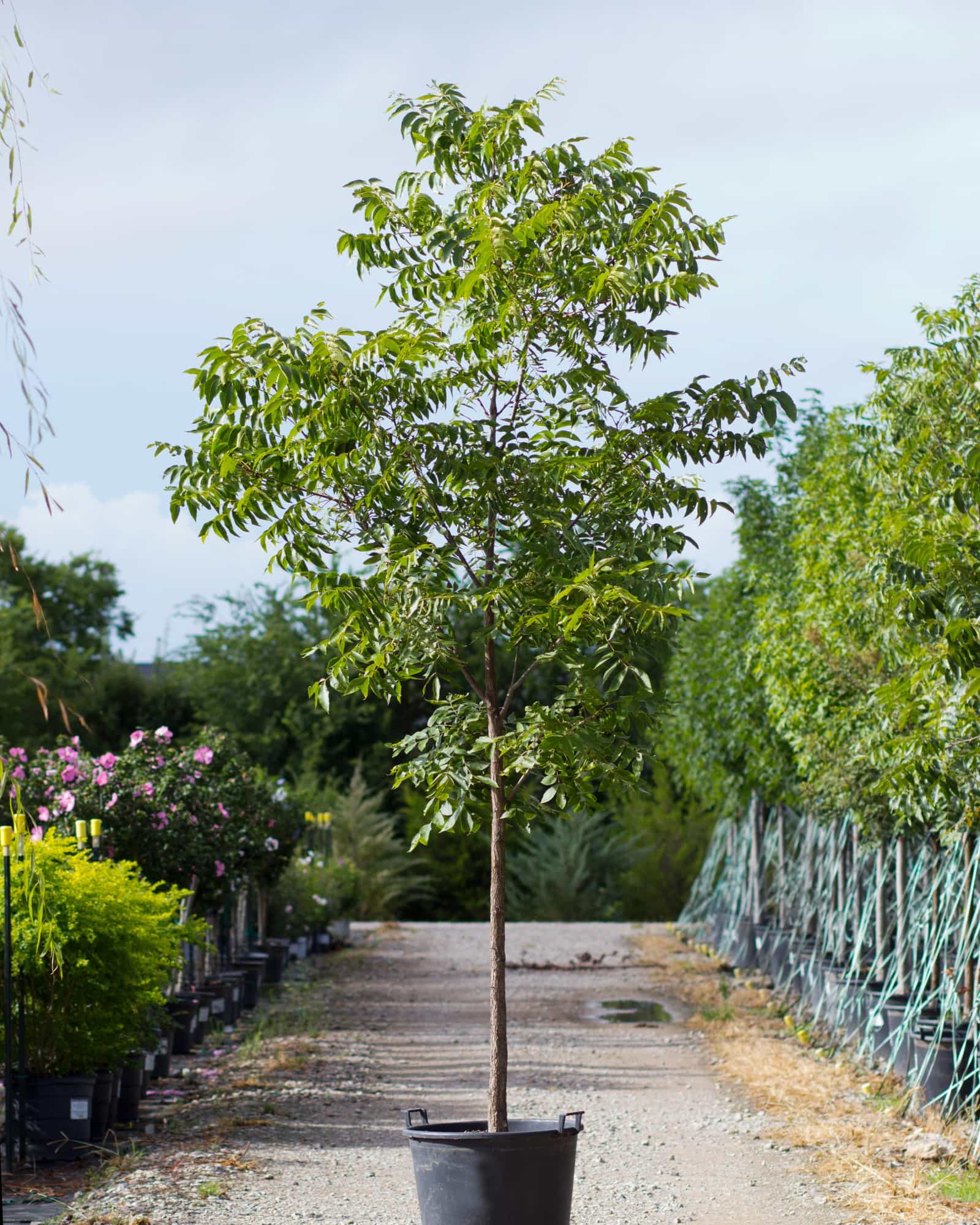 Native Pecan