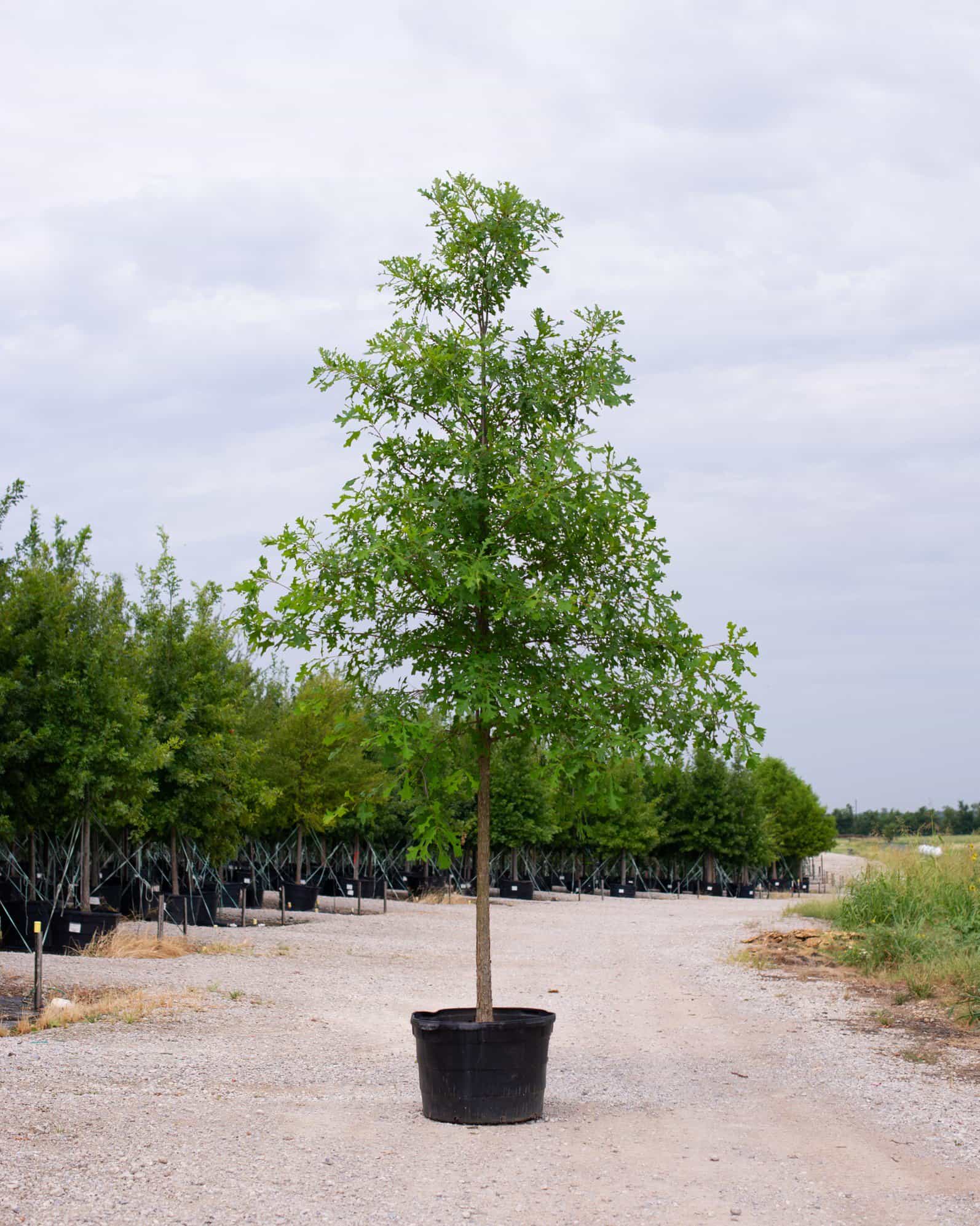 Overcup Oak