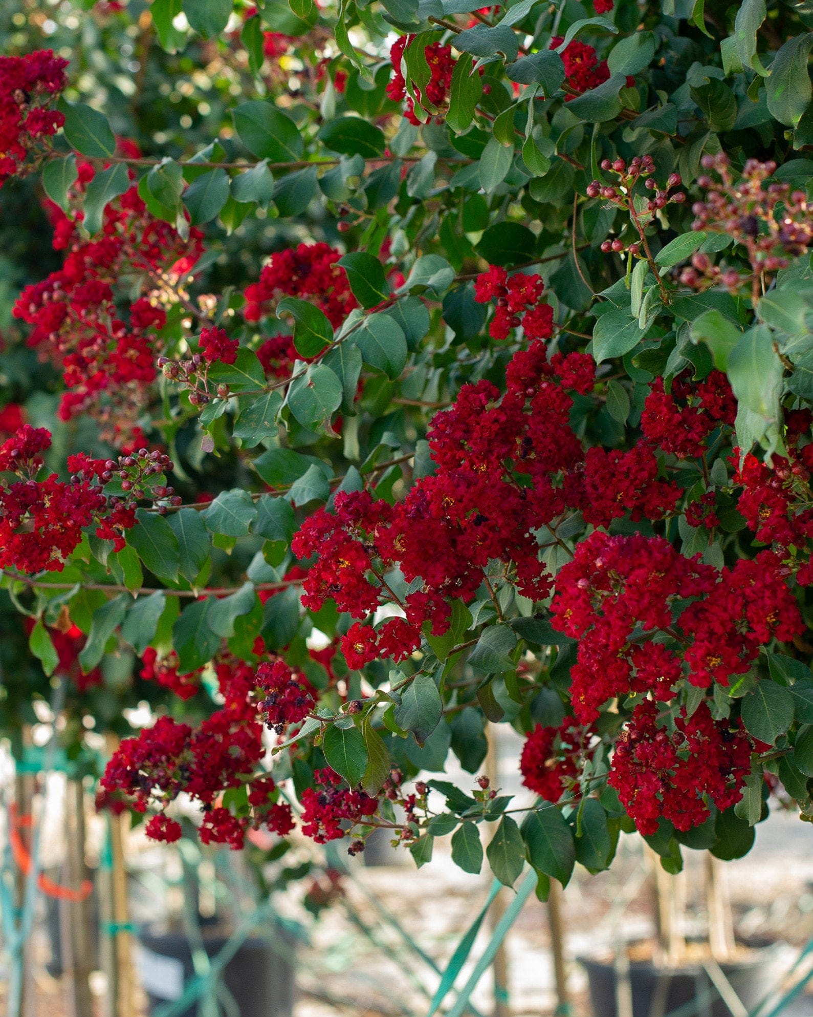 Scarlet Crape Myrtle