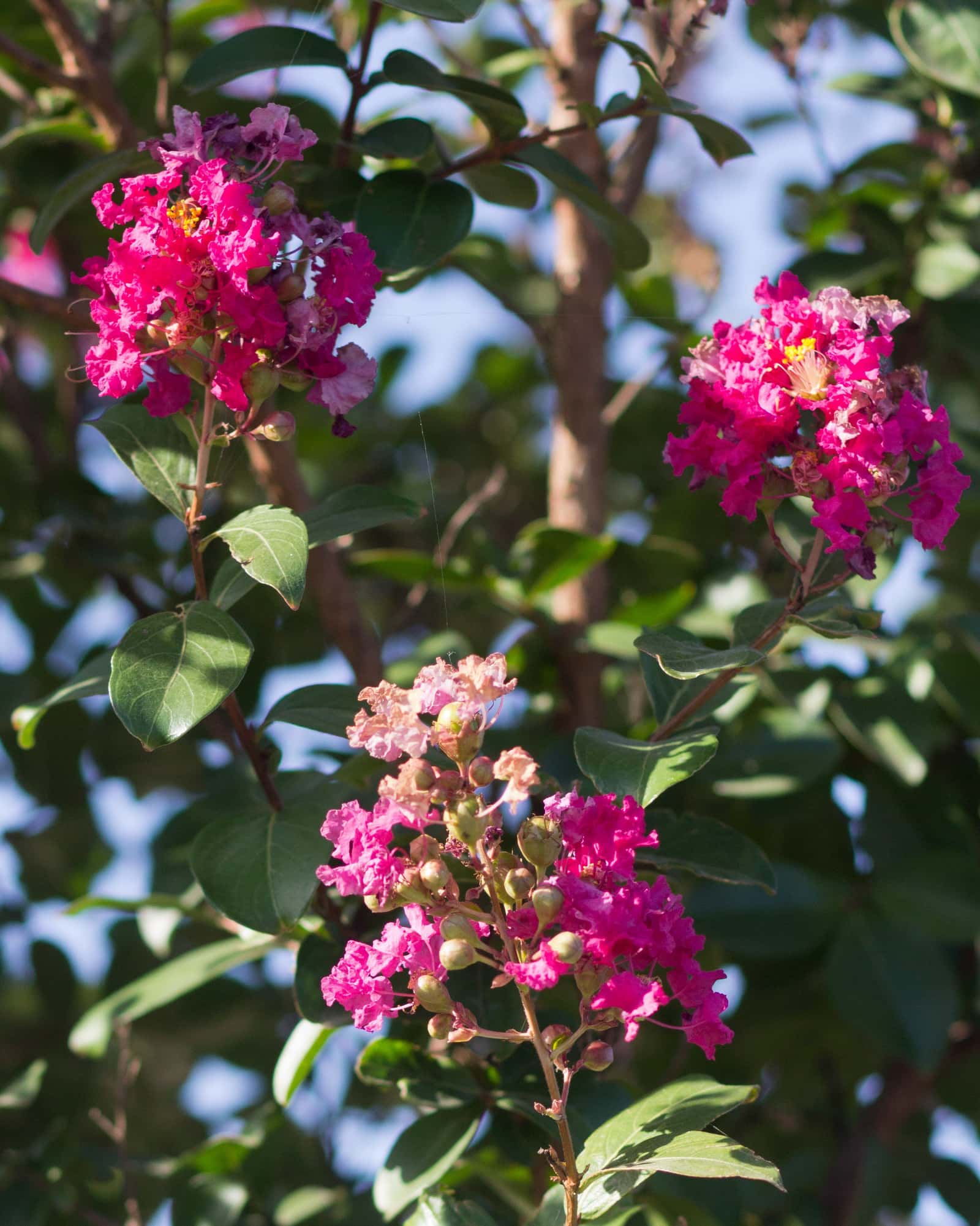 Tonto Crape Myrtle - Main Image
