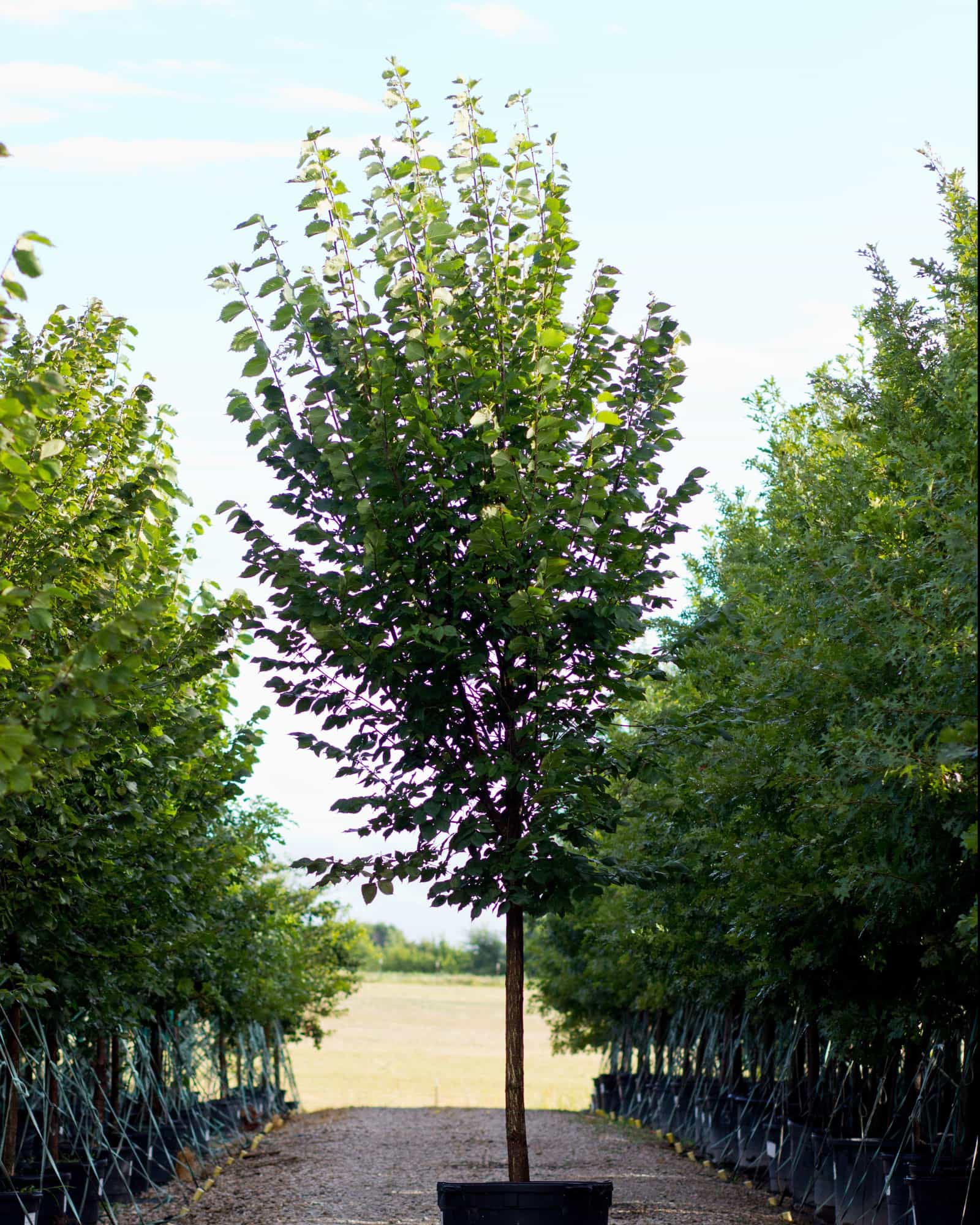 Princeton Elm