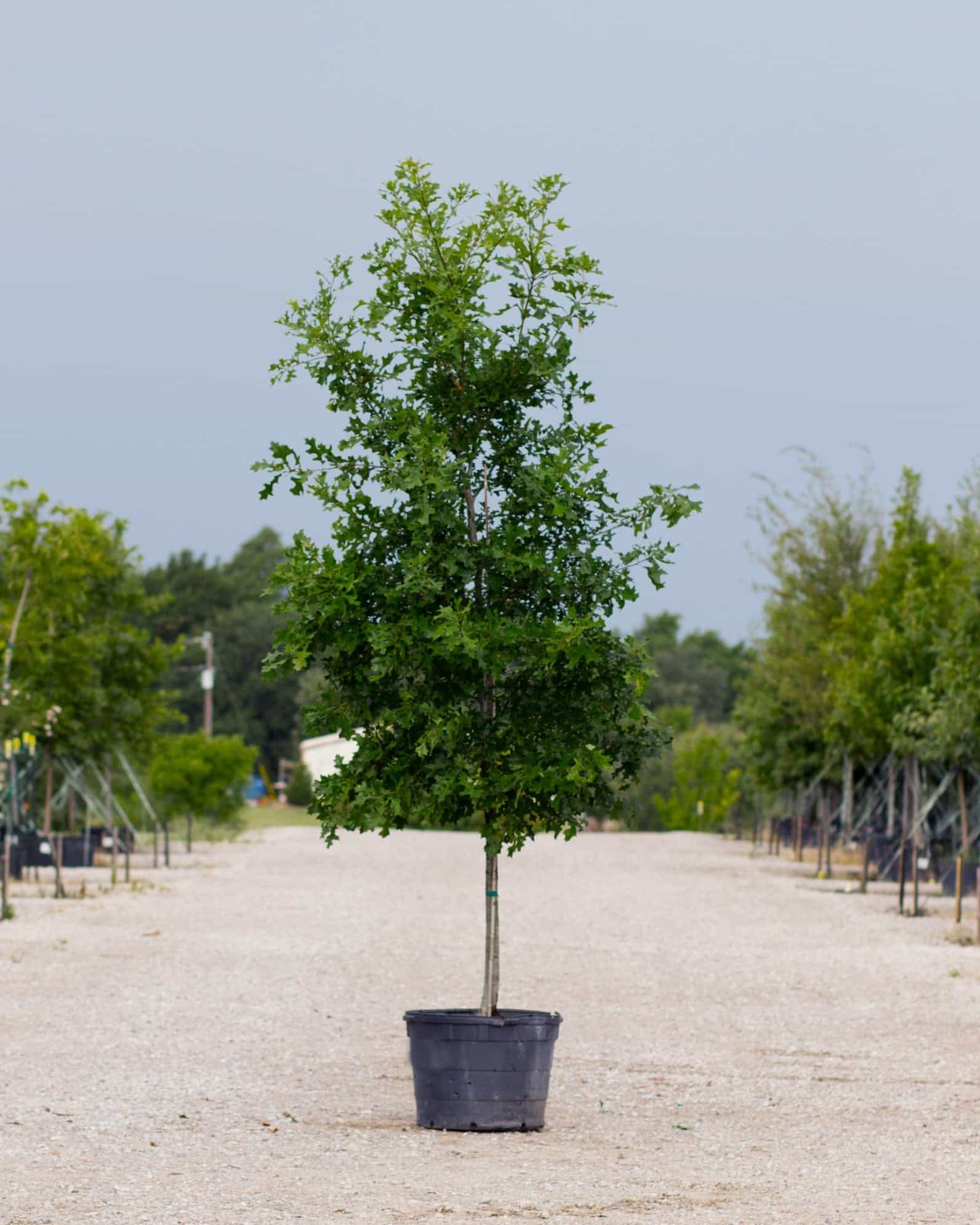 Texas Red Oak