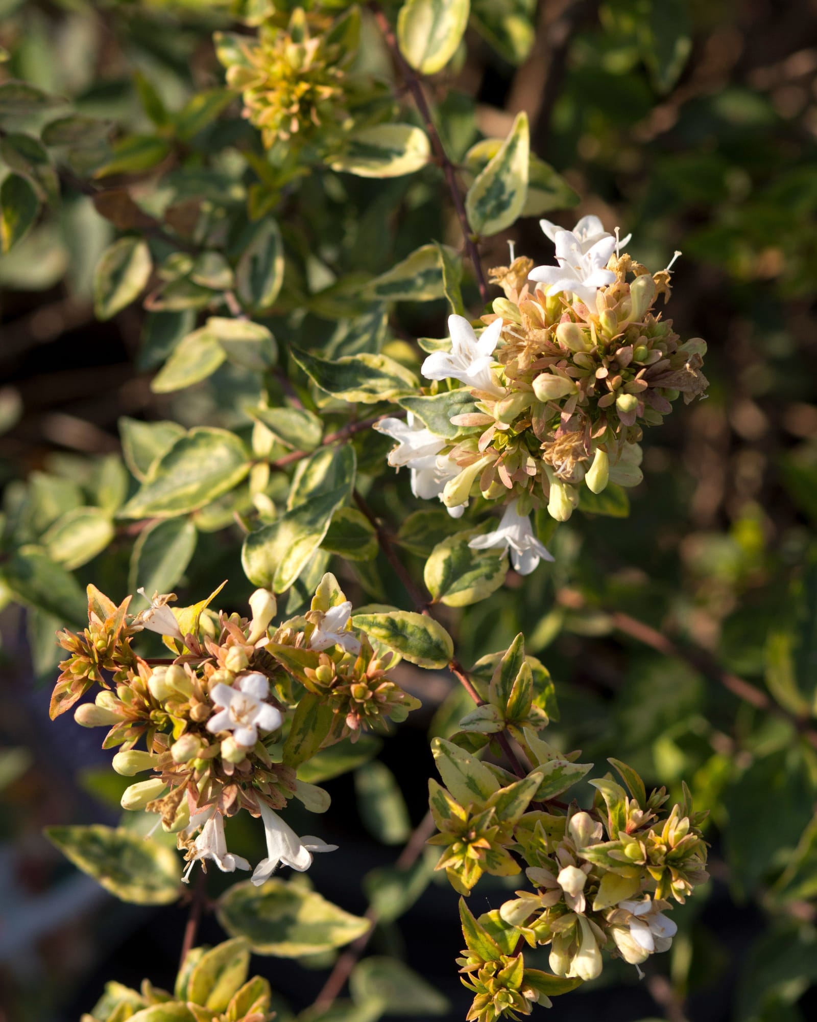 Kaleidoscope Abelia - view 2