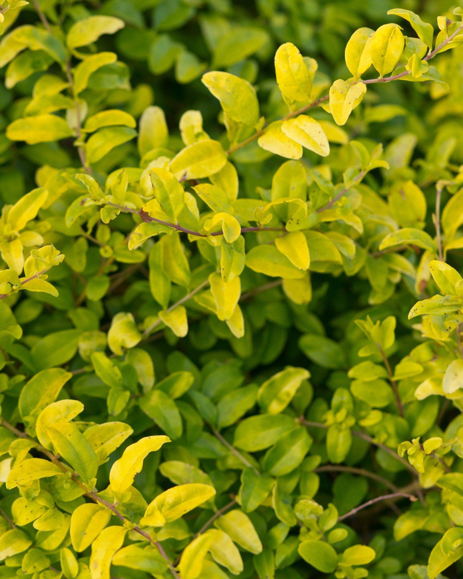 Sunshine Ligustrum - view 2