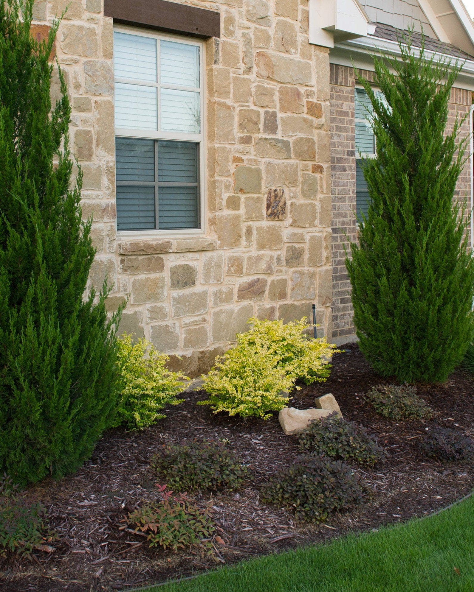 Sunshine Ligustrum - view 4