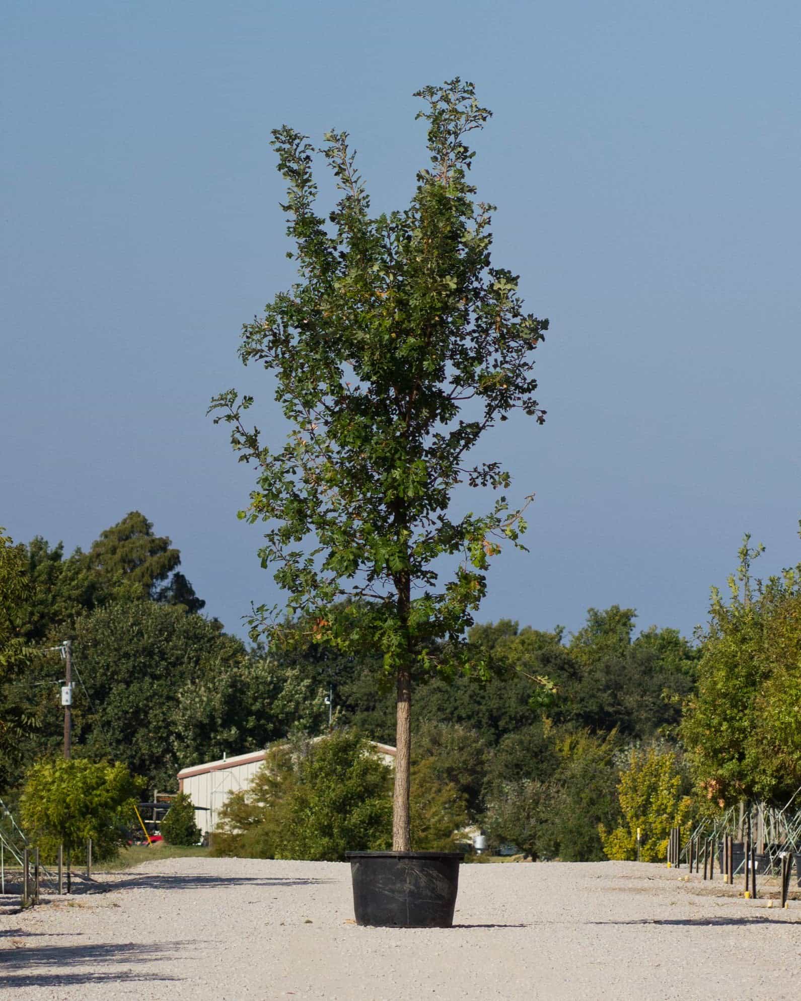 Bur Oak - Main Image