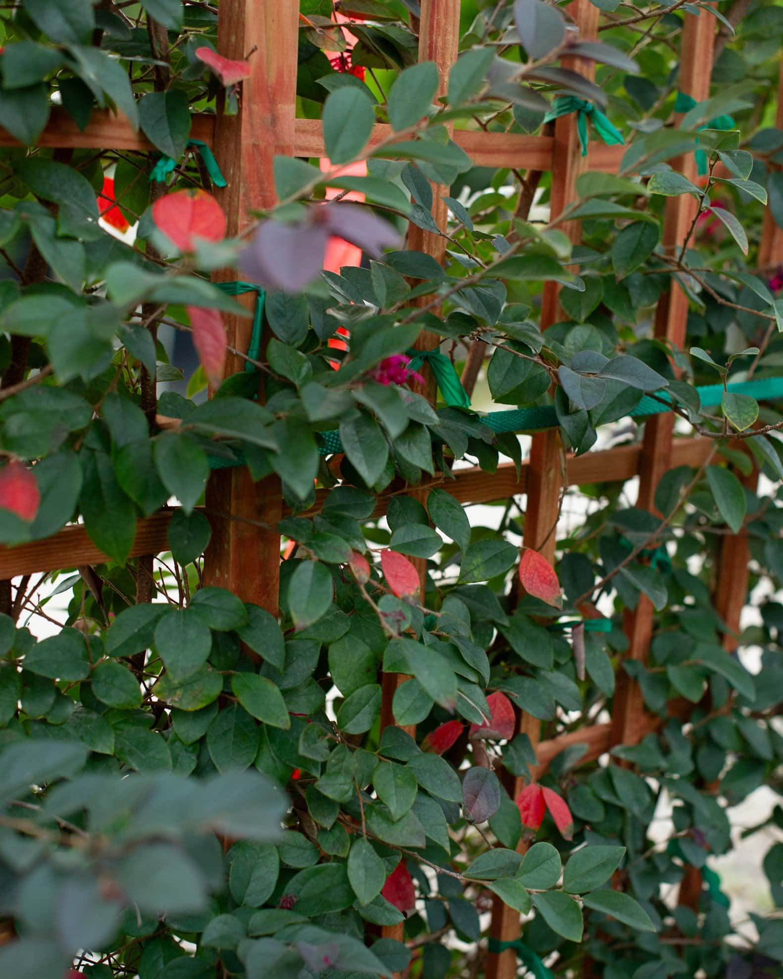 Carolina Midnight Loropetalum Espalier - Image 3