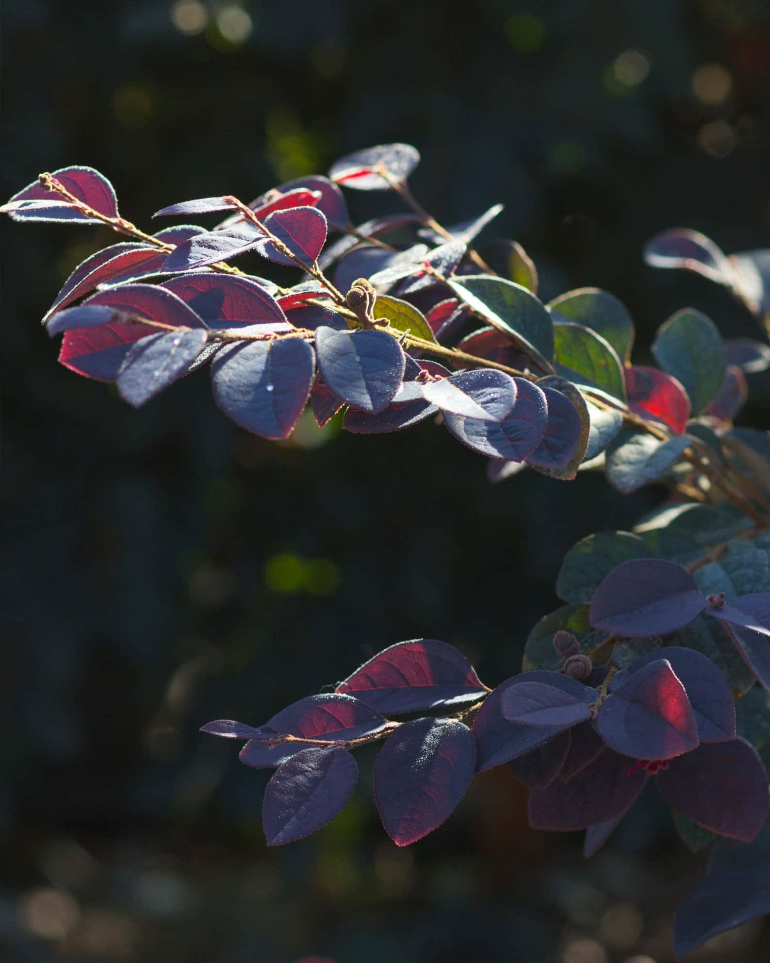 Carolina Midnight Loropetalum Espalier - Image 5
