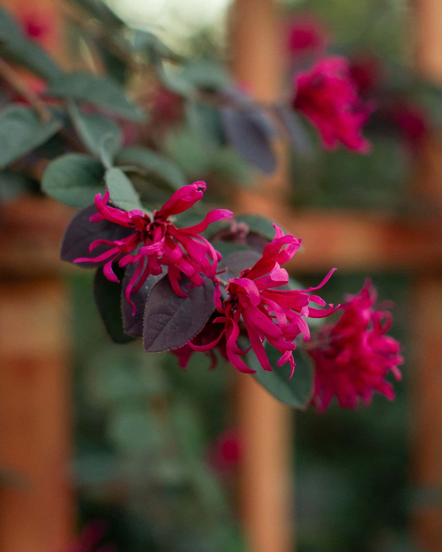 Carolina Midnight Loropetalum Espalier - Image 6