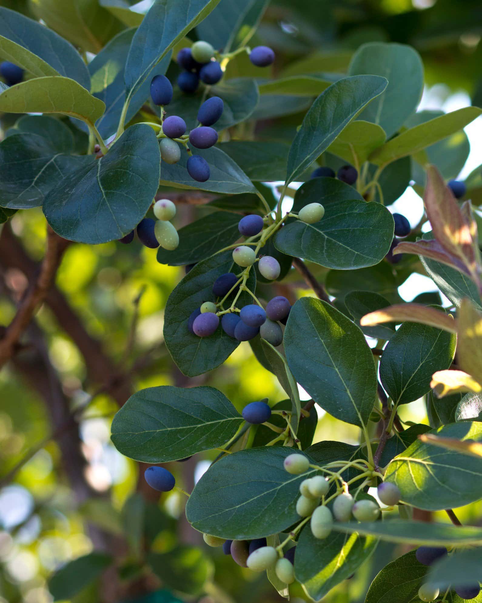 Chinese Fringe Tree - Image 6