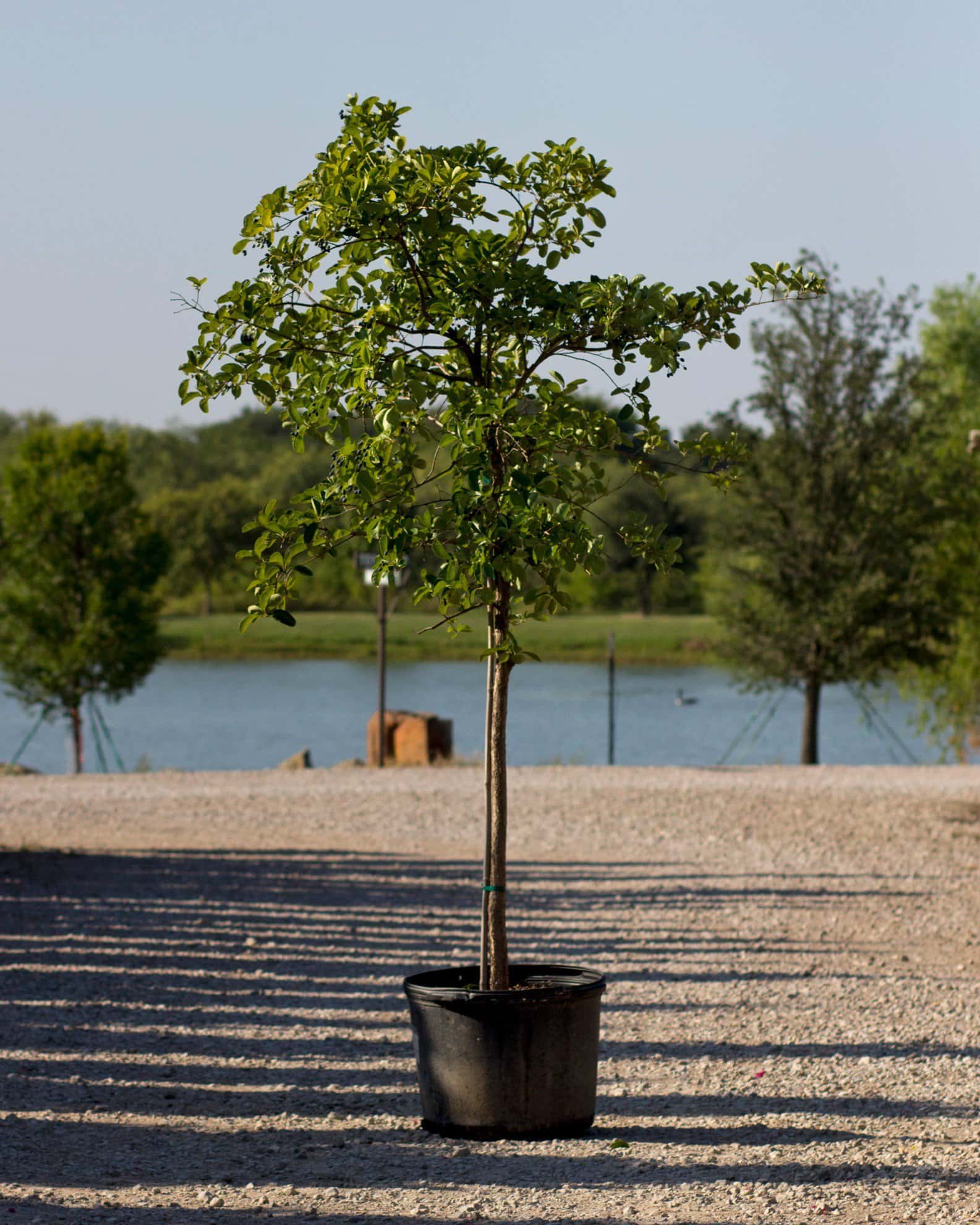 Chinese Fringe Tree - Image 7